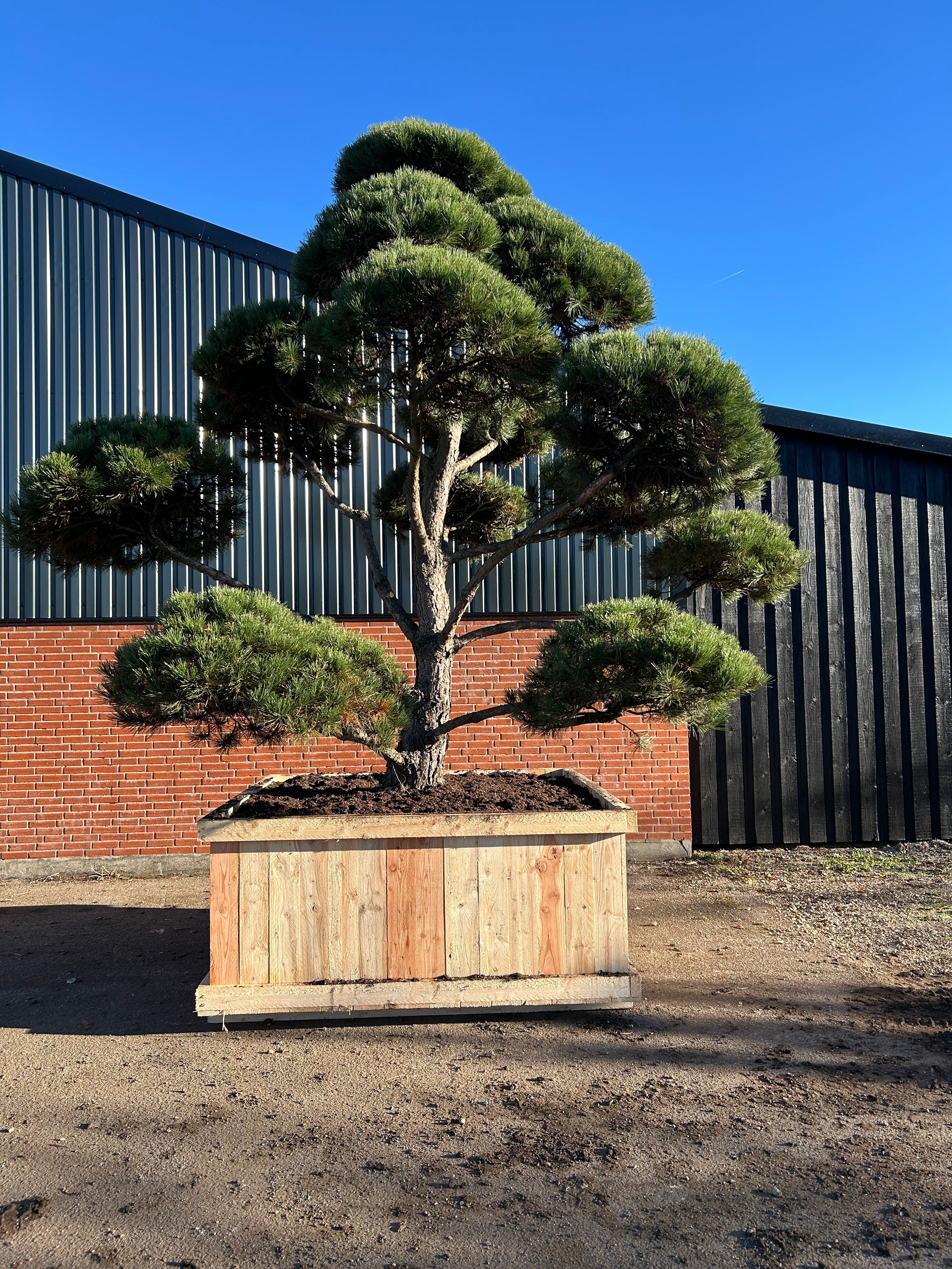 Flot bonsaiklippet Østrigsk fyr, med kraftige stammer.
