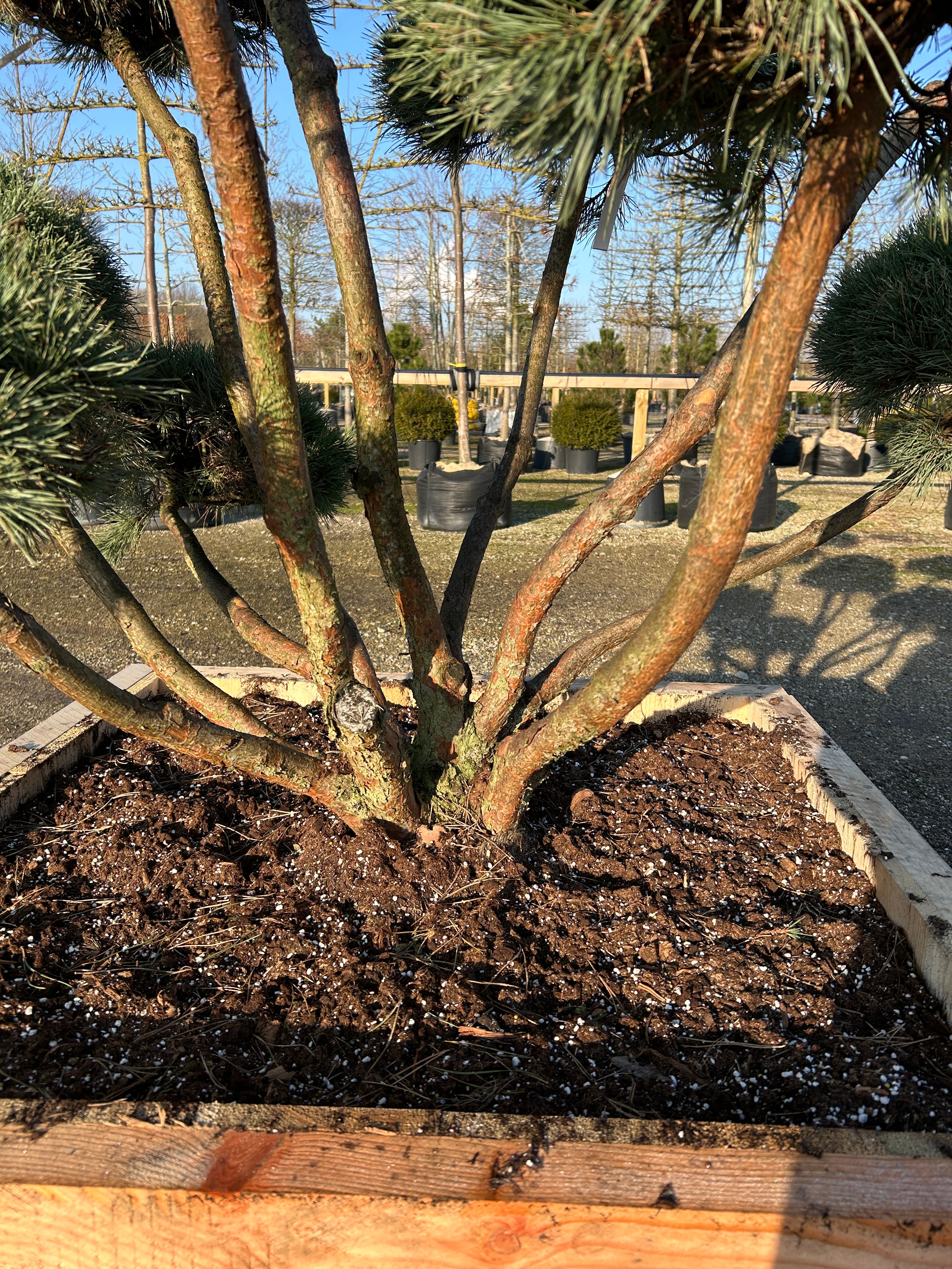 Flot stammer på en bonsaiklippet Pinus sylvestris Watereri, Dværg Skovfyr.