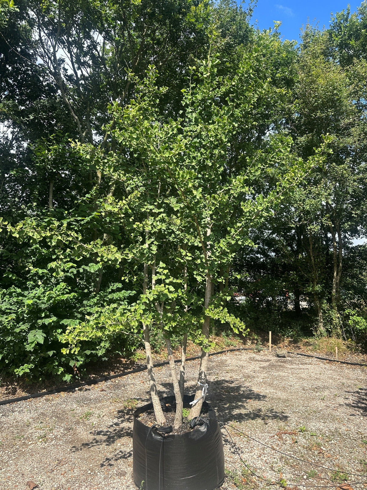Multistammet Ginkgo biloba tempeltræ med karakteristisk skulpturel vækstform og grønne vifteformede blade.