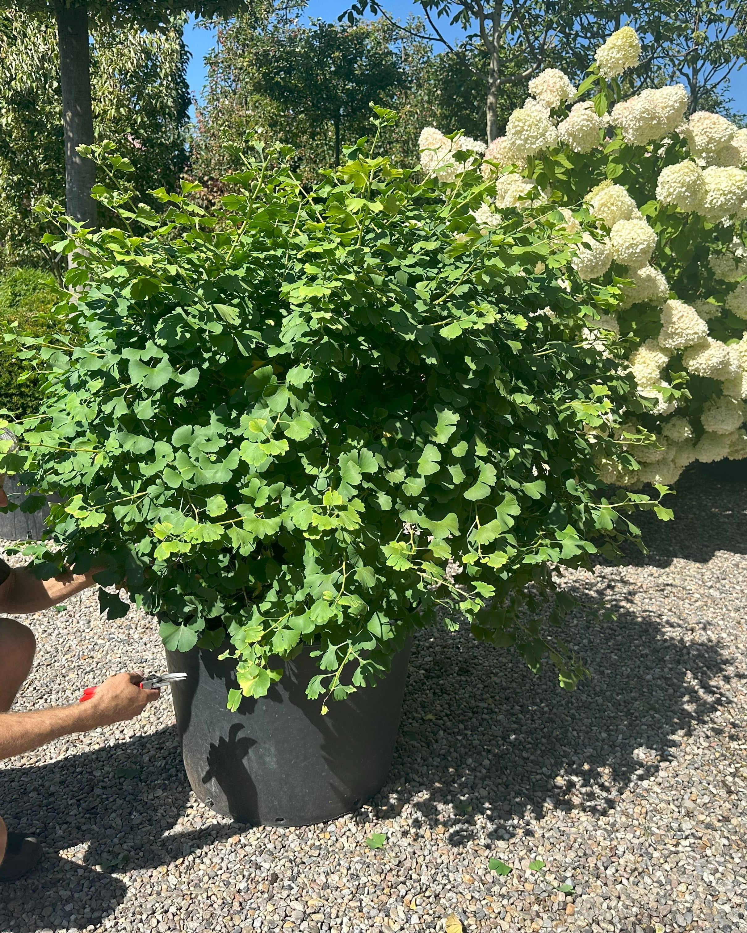 Kugleformet Ginkgo biloba tempeltræ med en helt tæt, rund krone af lysegrønne blade.