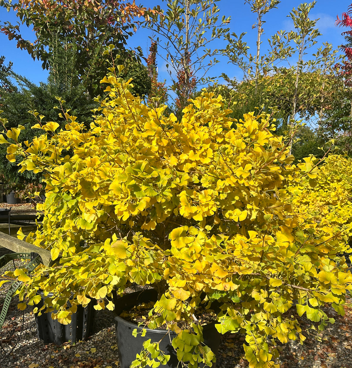 Kugleformet Ginkgo biloba tempeltræ i fuld efterårspragt med en tæt, rund krone af lysende smørgule blade.