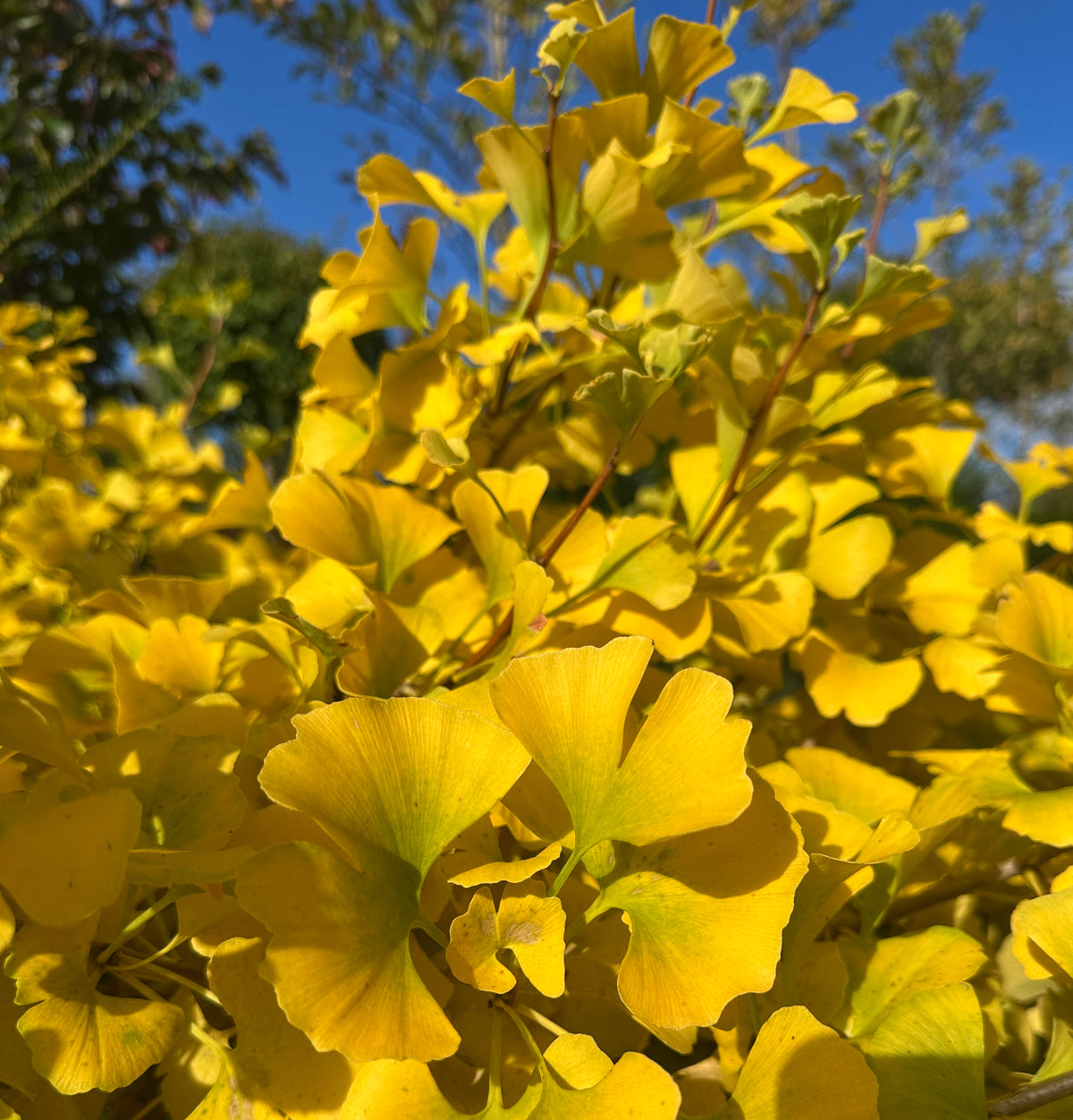 Kugleformet Ginkgo biloba tempeltræ i fuld efterårspragt med en tæt, rund krone af lysende smørgule blade.