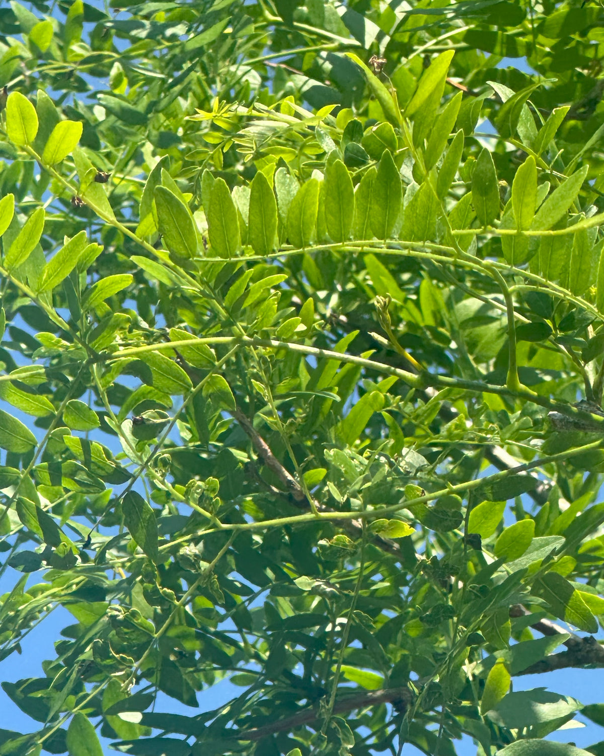 Fint, fjeragtigt og sammensat blad fra et 'Gleditsia triacanthos'-tretorn, hvor de mange små, lysegrønne og ovale småblade danner et let og transparent mønster i sommerlyset.