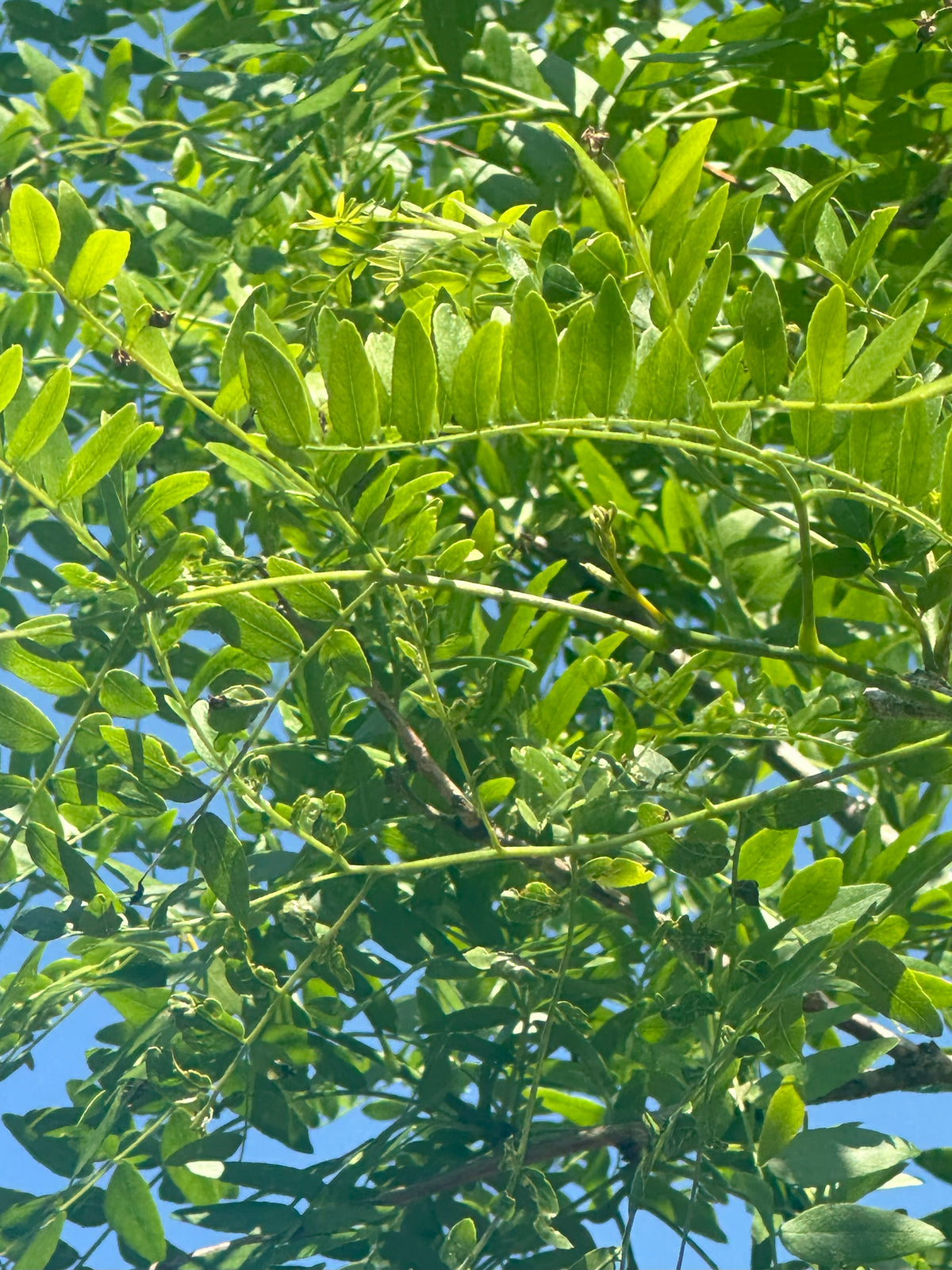 Fint, fjeragtigt og sammensat blad fra et 'Gleditsia triacanthos'-tretorn, hvor de mange små, lysegrønne og ovale småblade danner et let og transparent mønster i sommerlyset.