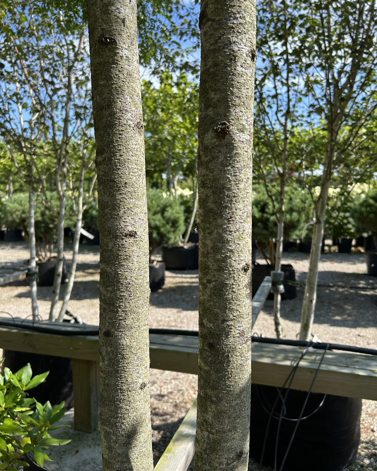 Multistammet 'Gleditsia triacanthos'-tretorn, hvor de karakteristiske mørkegrå og robuste hovedstammer forgrener sig skulpturelt fra jorden og fremhæver træets åbne struktur.