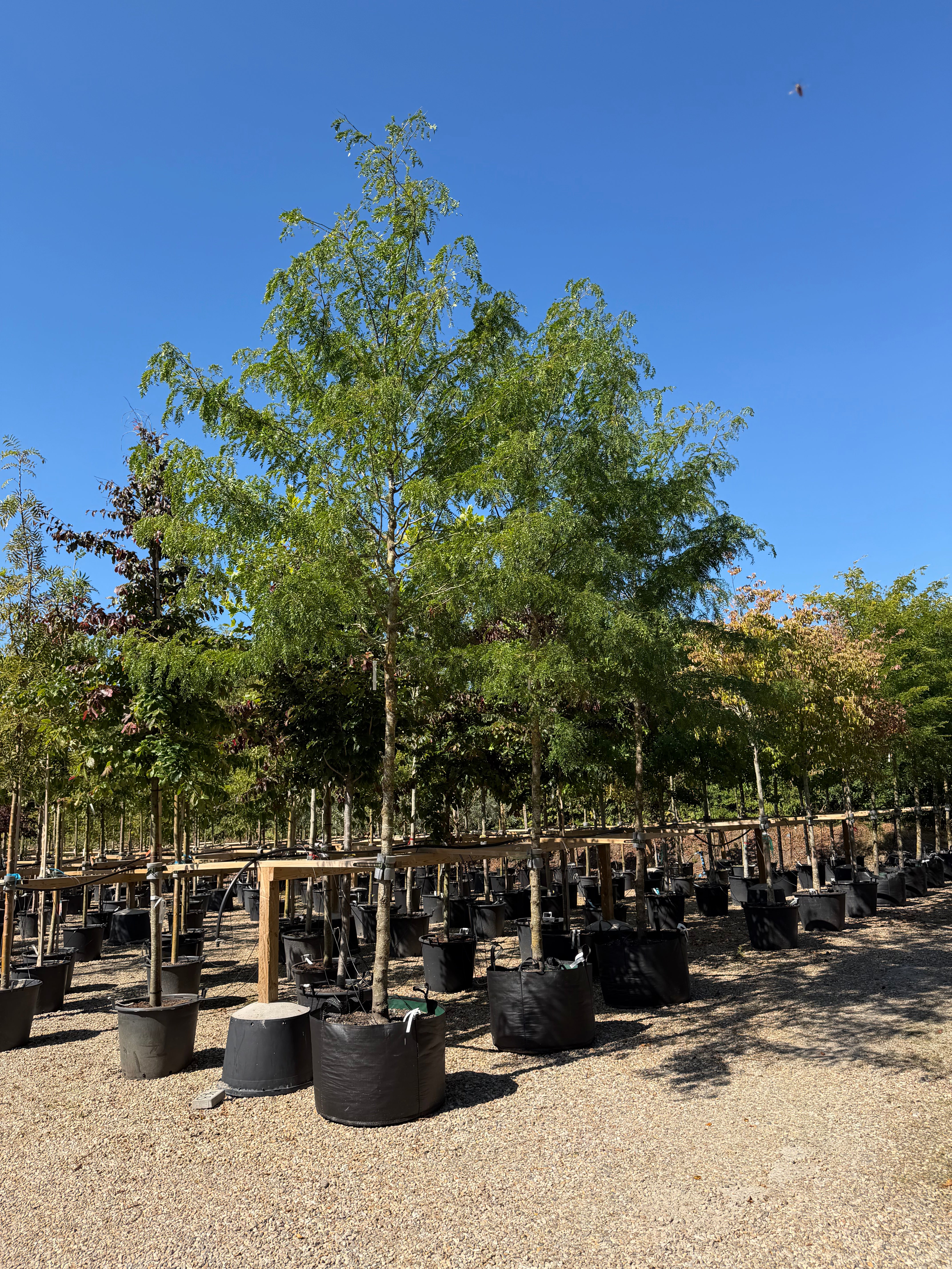 Opstammet Gleditsia triacanthos Skyline tretorn med en høj, bar stamme og en let, pyramideformet krone af fine, lysegrønne blade.