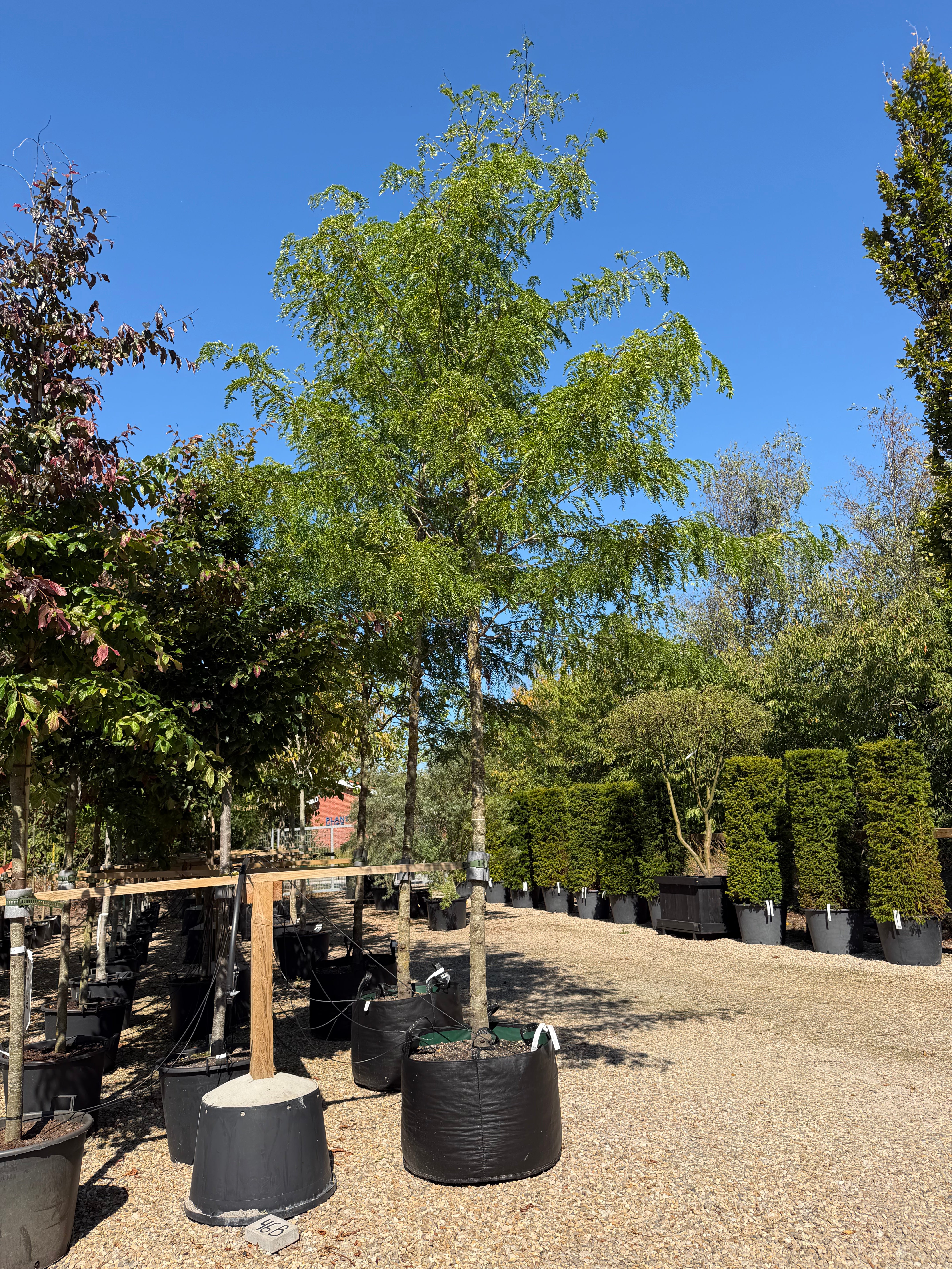 Opstammet Gleditsia triacanthos Skyline tretorn med en høj, bar stamme og en let, pyramideformet krone af fine, lysegrønne blade.