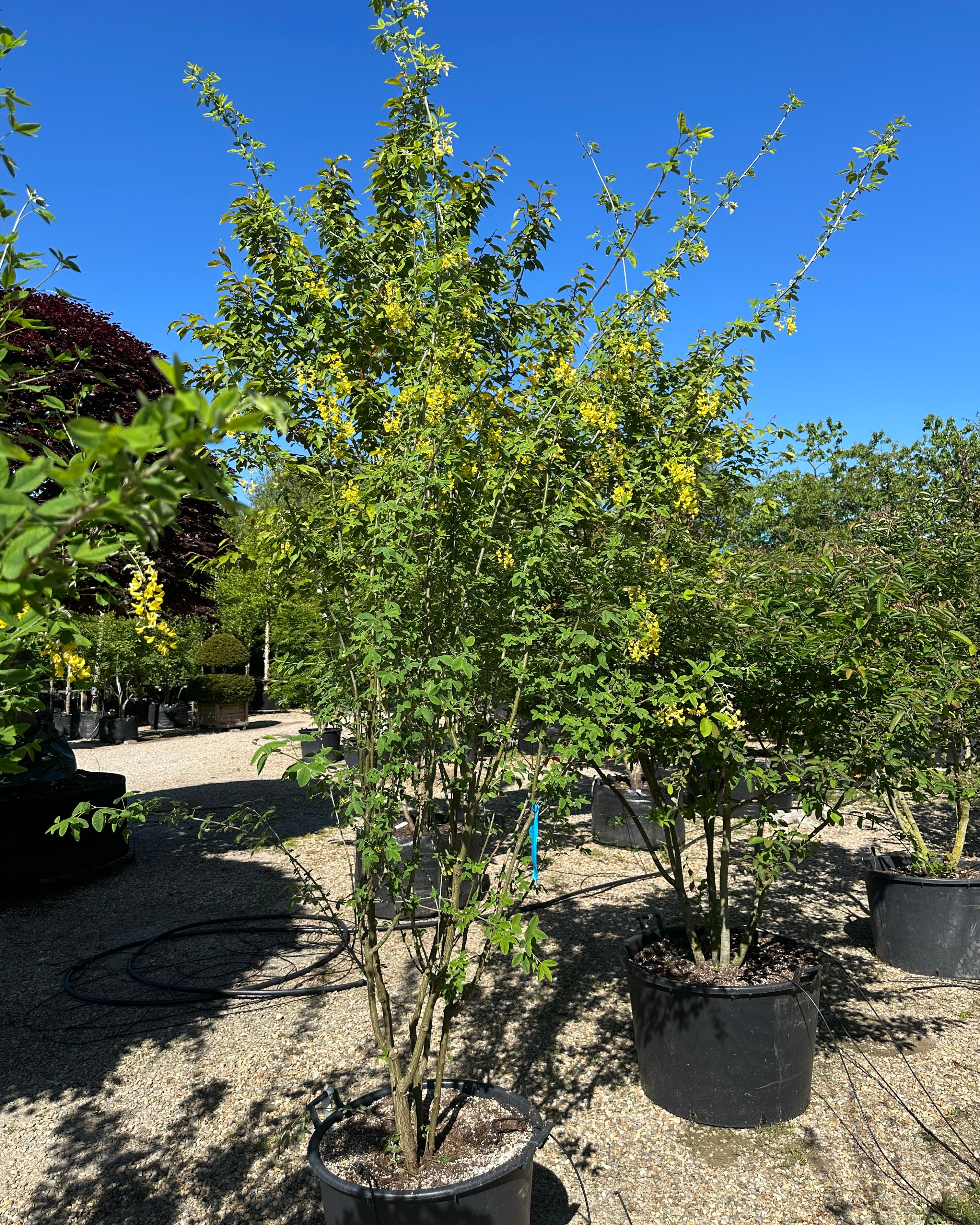 Flerstammet Laburnum x watereri 'Vossii' guldregnstræ med en bred, skulpturel krone.