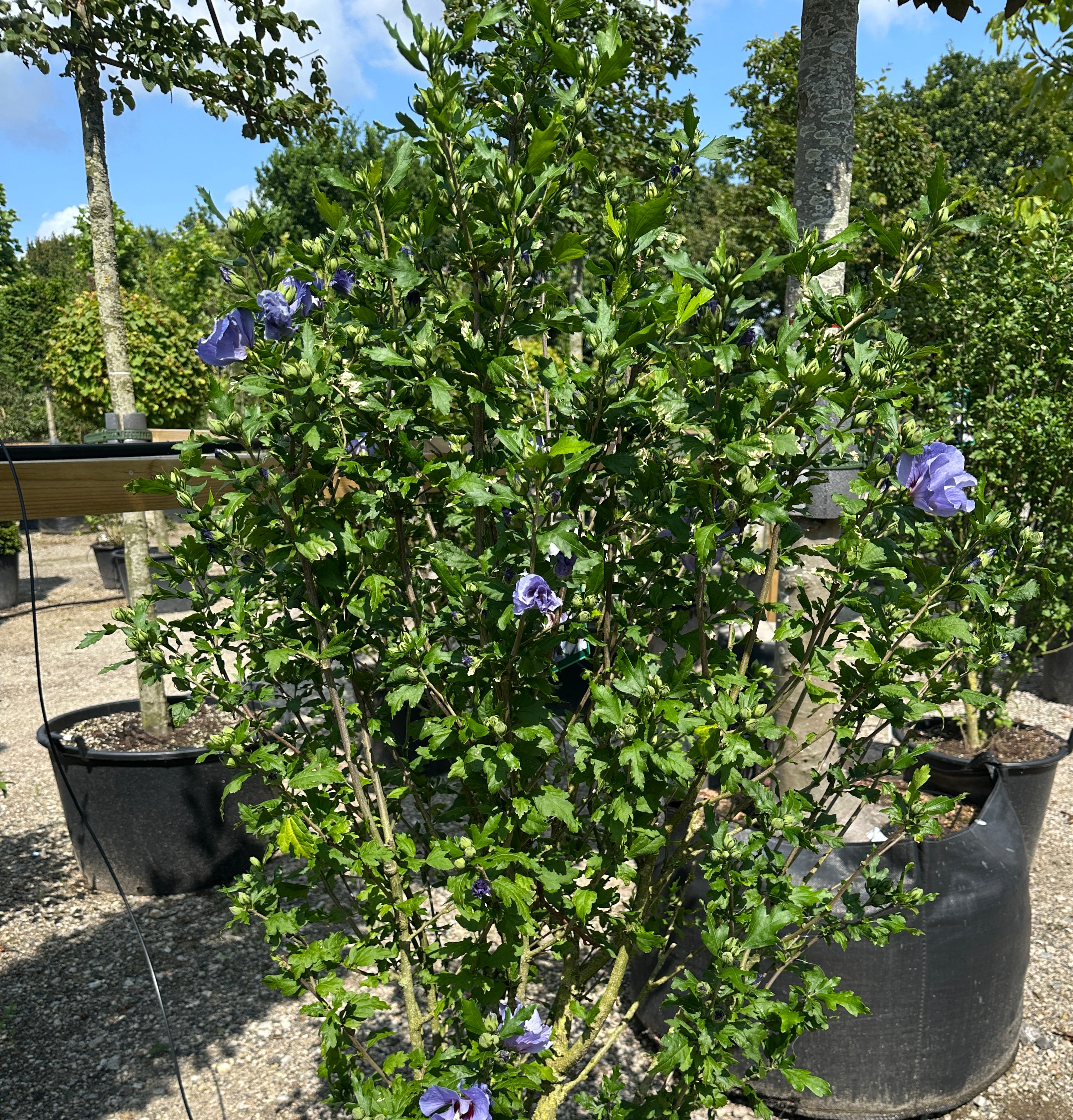 Opret Hibiscus syriacus Marina havebusk i fuld sensommerblomstring med masser af intense, blålilla blomster.