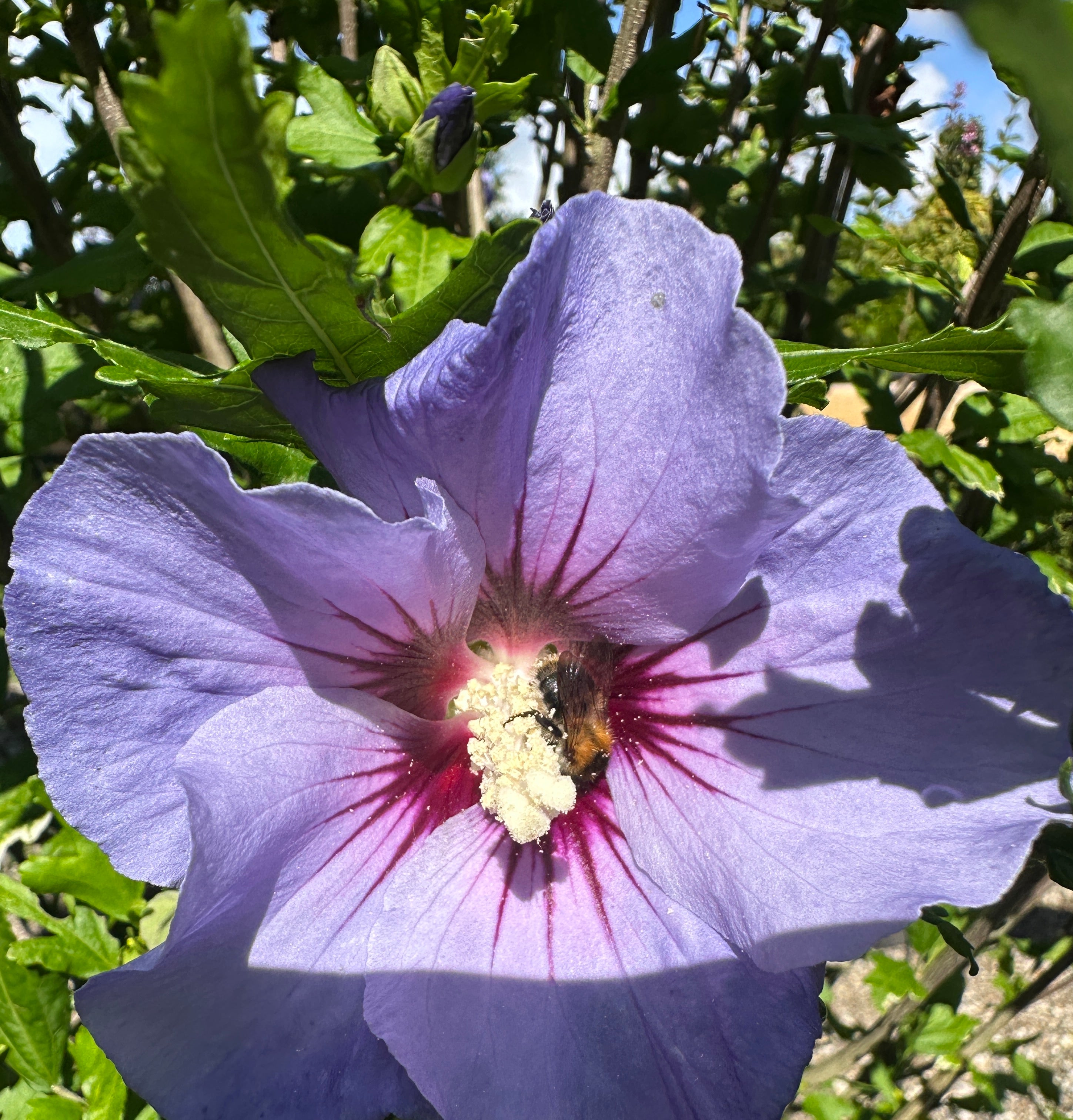 Marina syrisk rose med store, blålilla blomster, der har et mørkt, purpurrødt hjerte i midten.