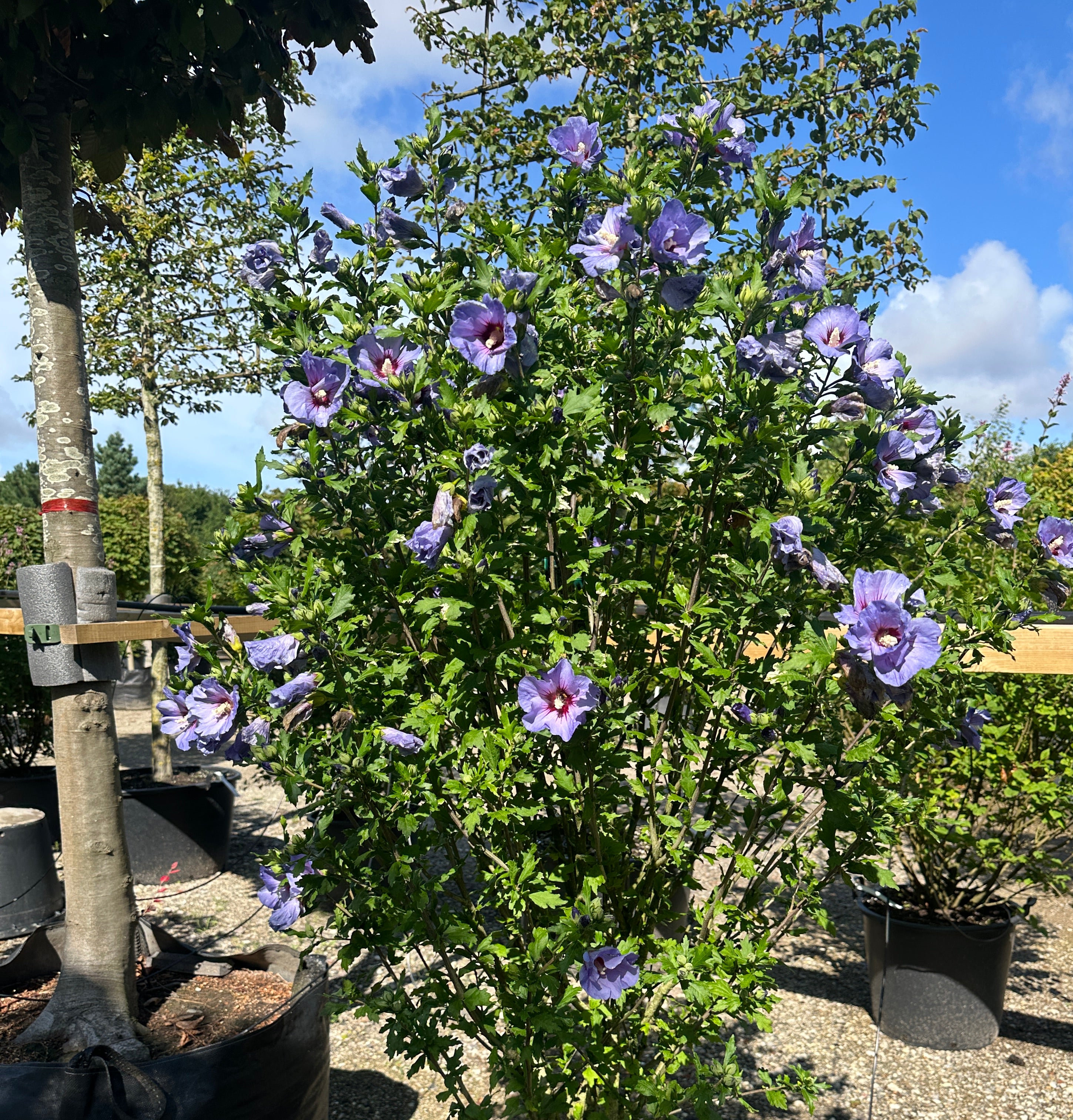 Opret Hibiscus syriacus Marina havebusk i fuld sensommerblomstring med masser af intense, blålilla blomster.
