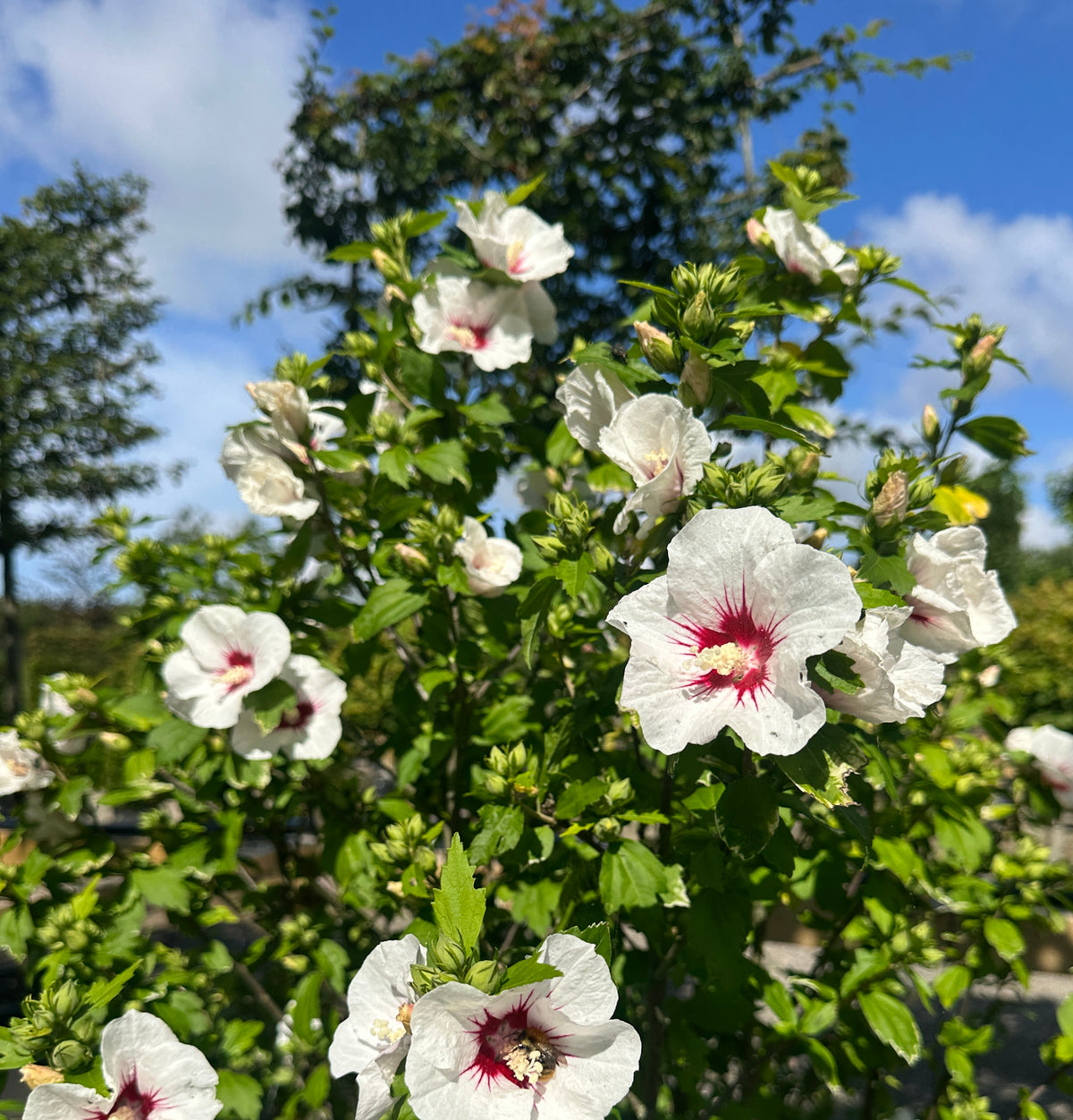 Blomstrende hvid syrisk rose med rødt centrum.