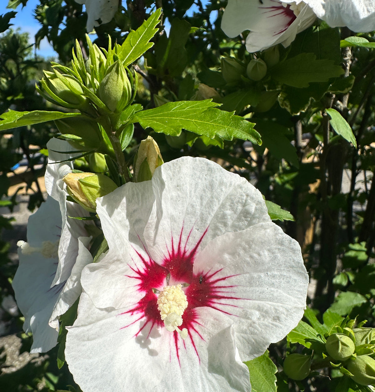 Skålformede blomster på en Red Heart syrisk rose med kridhvide kronblade og et iøjnefaldende mørkerødt hjerte i midten.