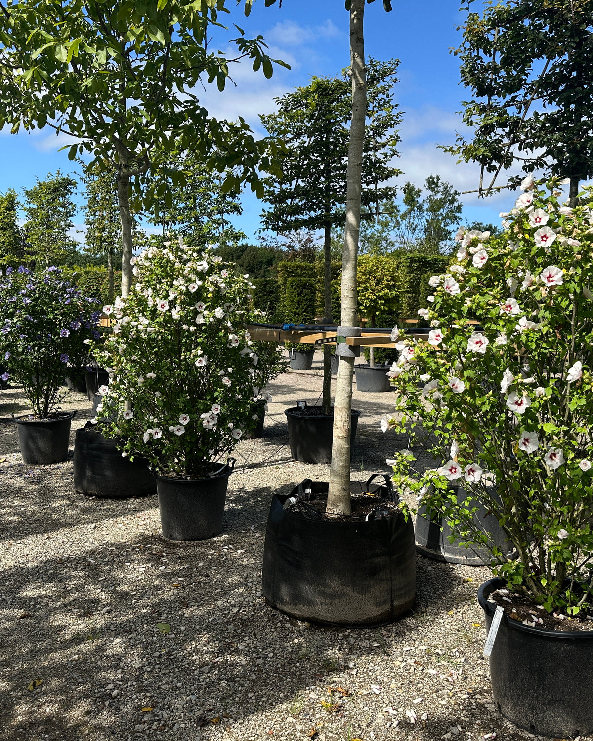 Opret Hibiscus syriacus Red Heart havebusk i fuld sensommerblomstring med masser af hvide og røde blomster.
