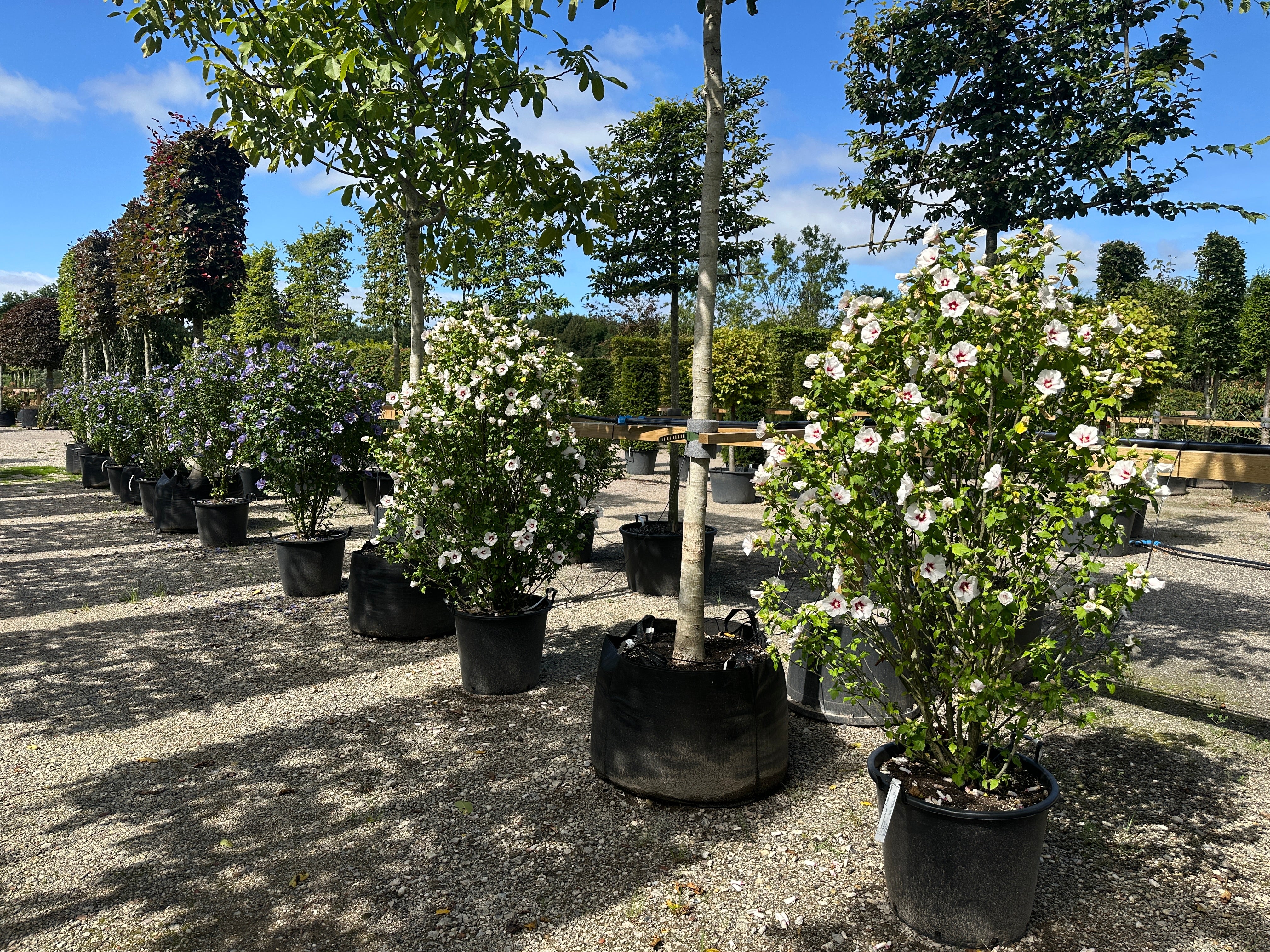 Opret Hibiscus syriacus Red Heart havebusk i fuld sensommerblomstring med masser af hvide og røde blomster.