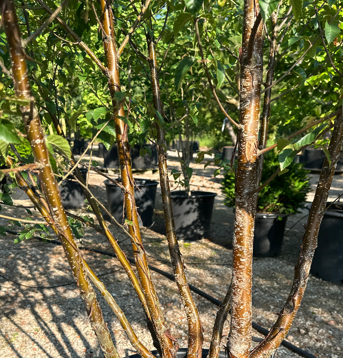 Ung multistammet Himalayabirk 'Fascination' med brunlig bark.