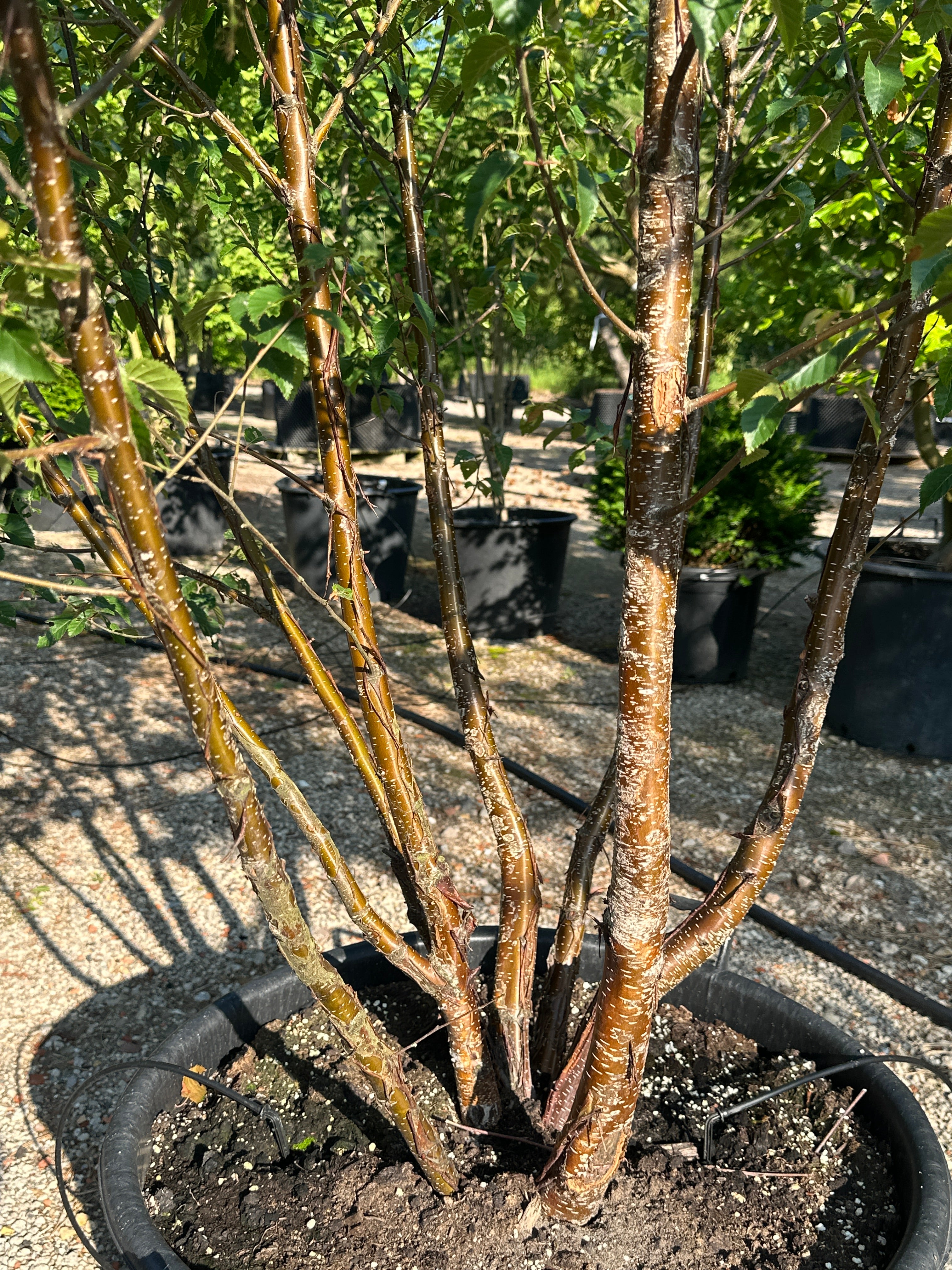 Ung multistammet Himalayabirk 'Fascination' med brunlig bark.