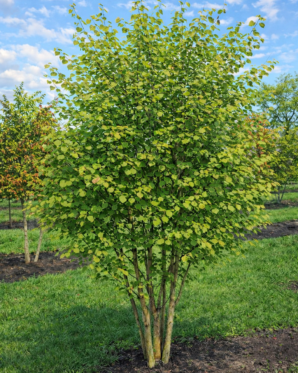 Flerstammet hjertetræ med hjerteformede blade, let duftende. Flotte efterårsfarver
Cercidiphyllum
