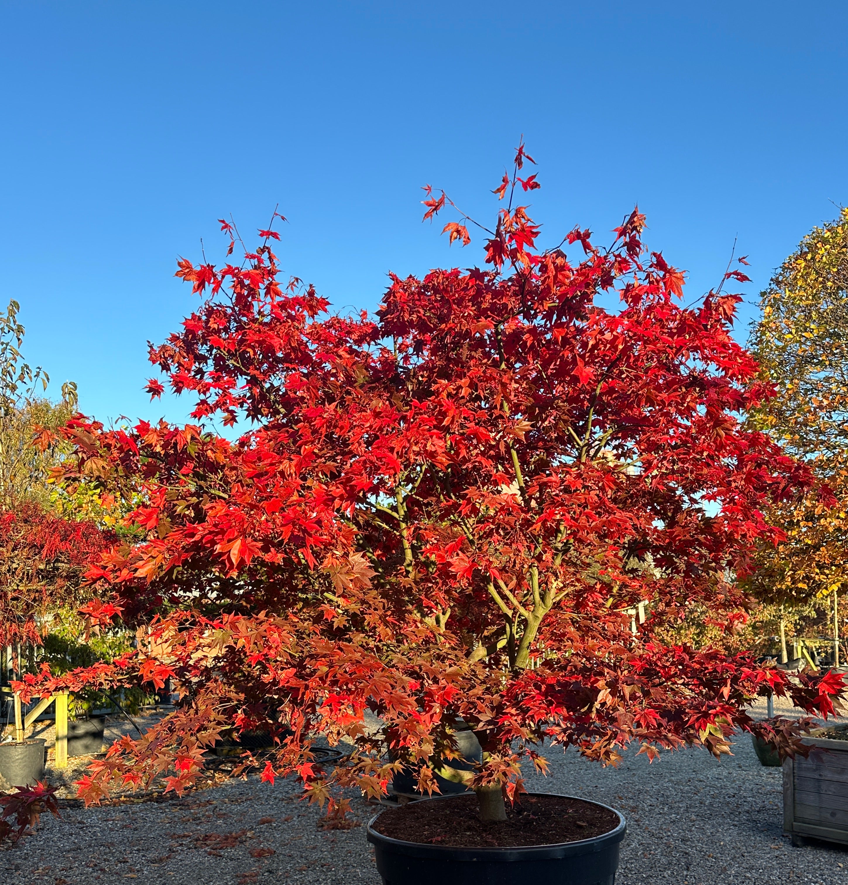 Smuk flammende høstfarver på japansk ahorn, Acer palmatum Osakazuki