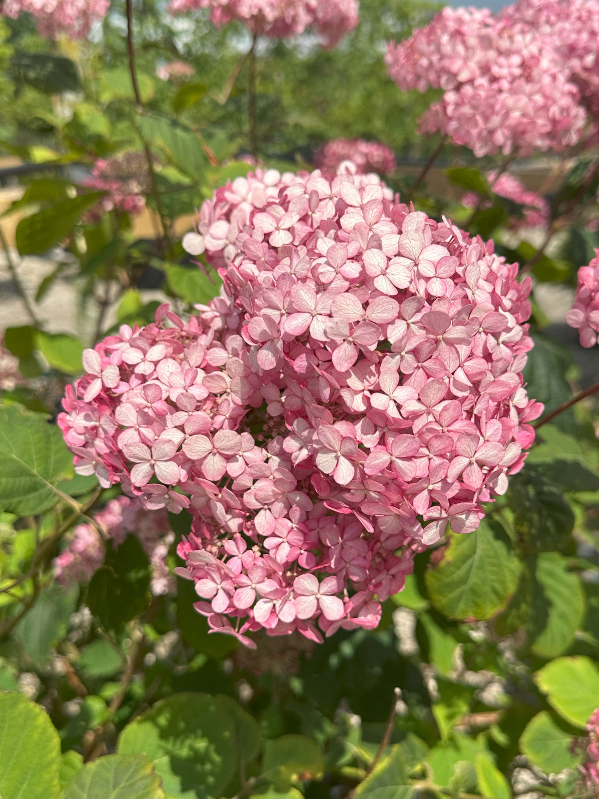 Et enkelt, stort og kuglerundt blomsterhoved fra en 'Pink Annabelle'-hortensia, som består af en tæt klase af mange små, fine, lyserøde enkeltblomster.