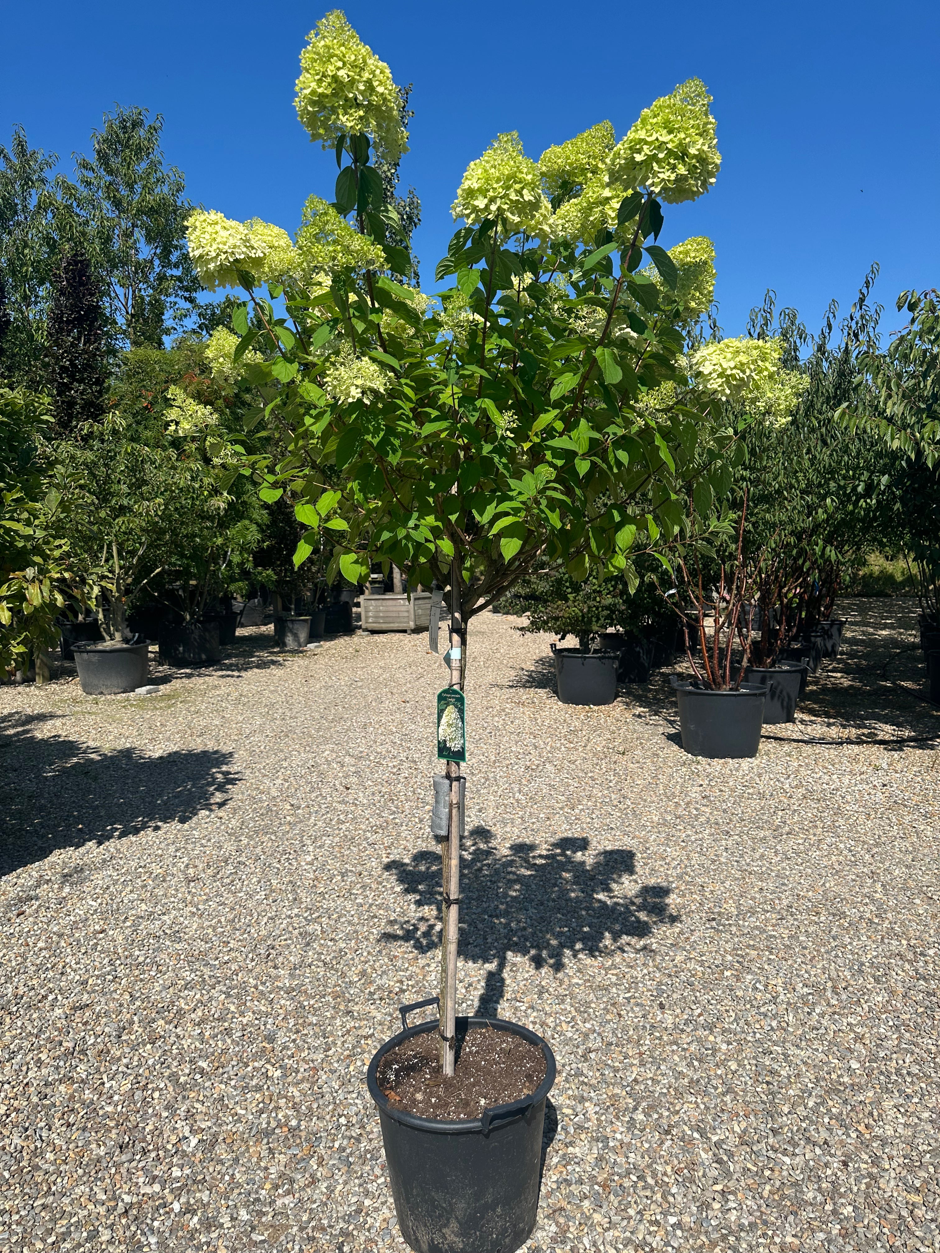 Opstammet syrenhortensia, Hydrangea paniculata Limelight, med flotte limefarvet blomster til at starte med som forandre sig henover sæsonen.