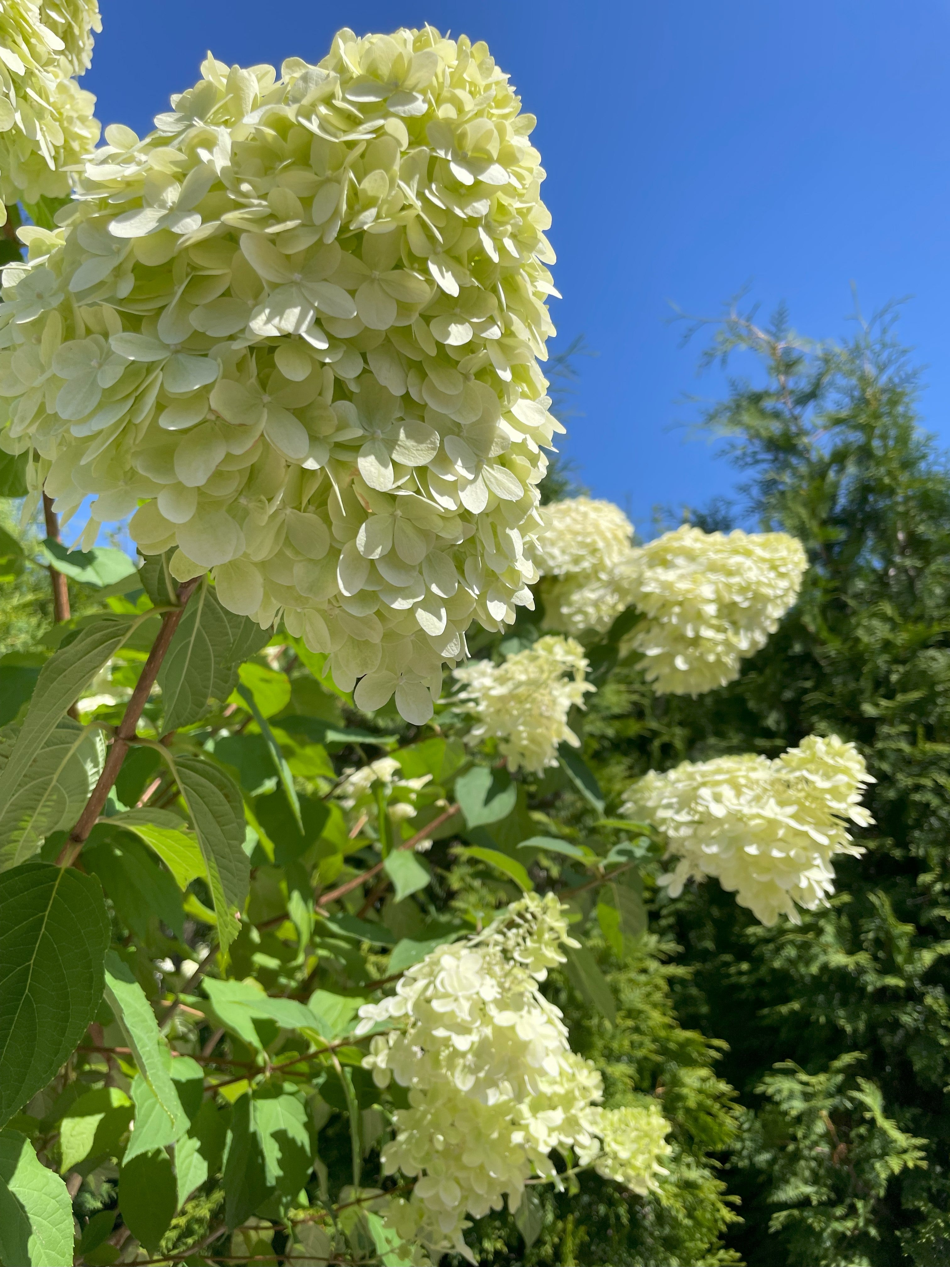 Nærbillede af en stor, kegleformet blomsterklase fra en Limelight syrenhortensia med tætsiddende, små blomster i limegrønne og cremehvide nuancer.