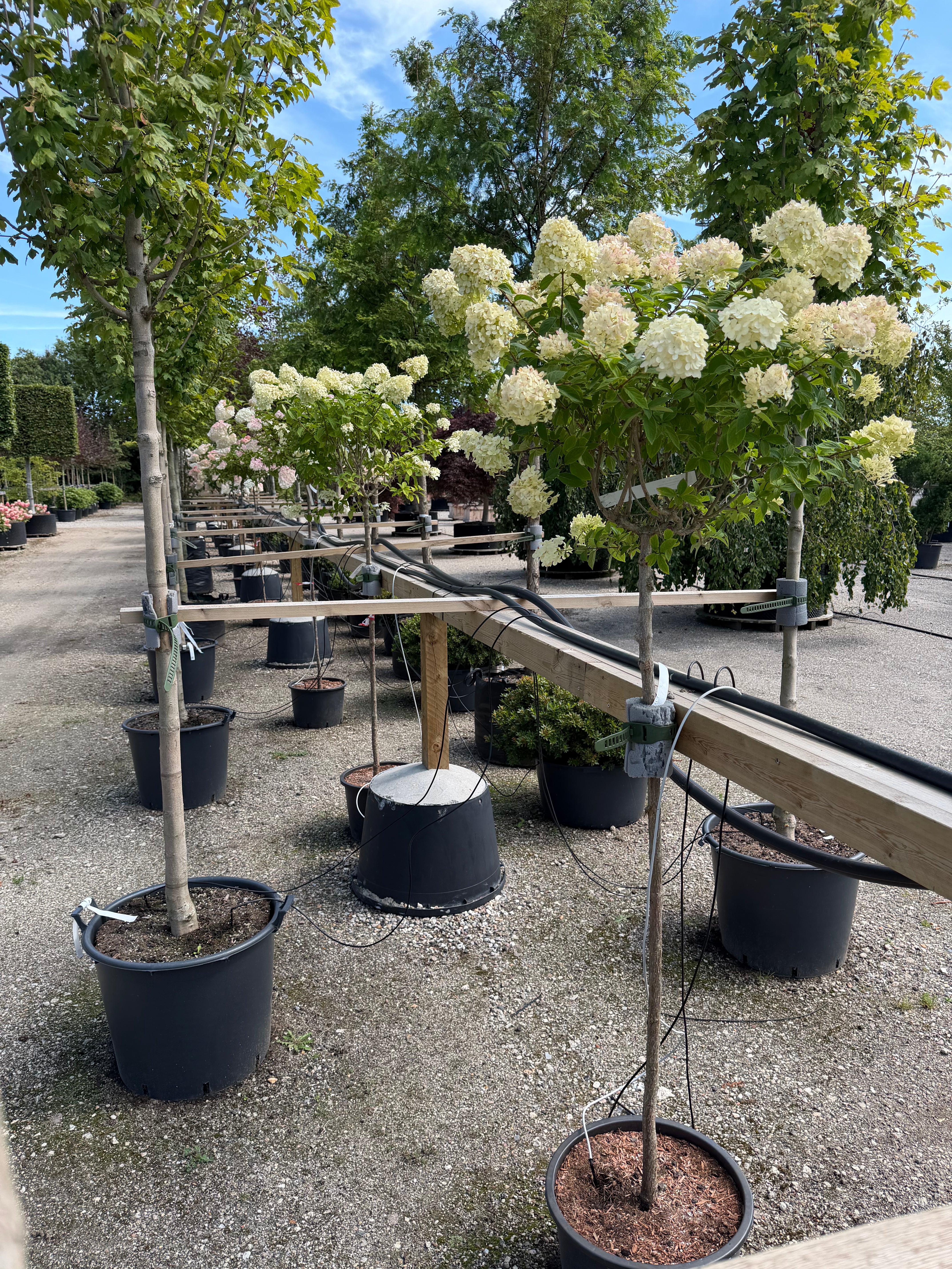 Opstammet syrenhortensia - Hydrangea paniculata 'Limelight' i fuld blomst med store, kegleformede, limegrønne til hvide blomsterklaser.
