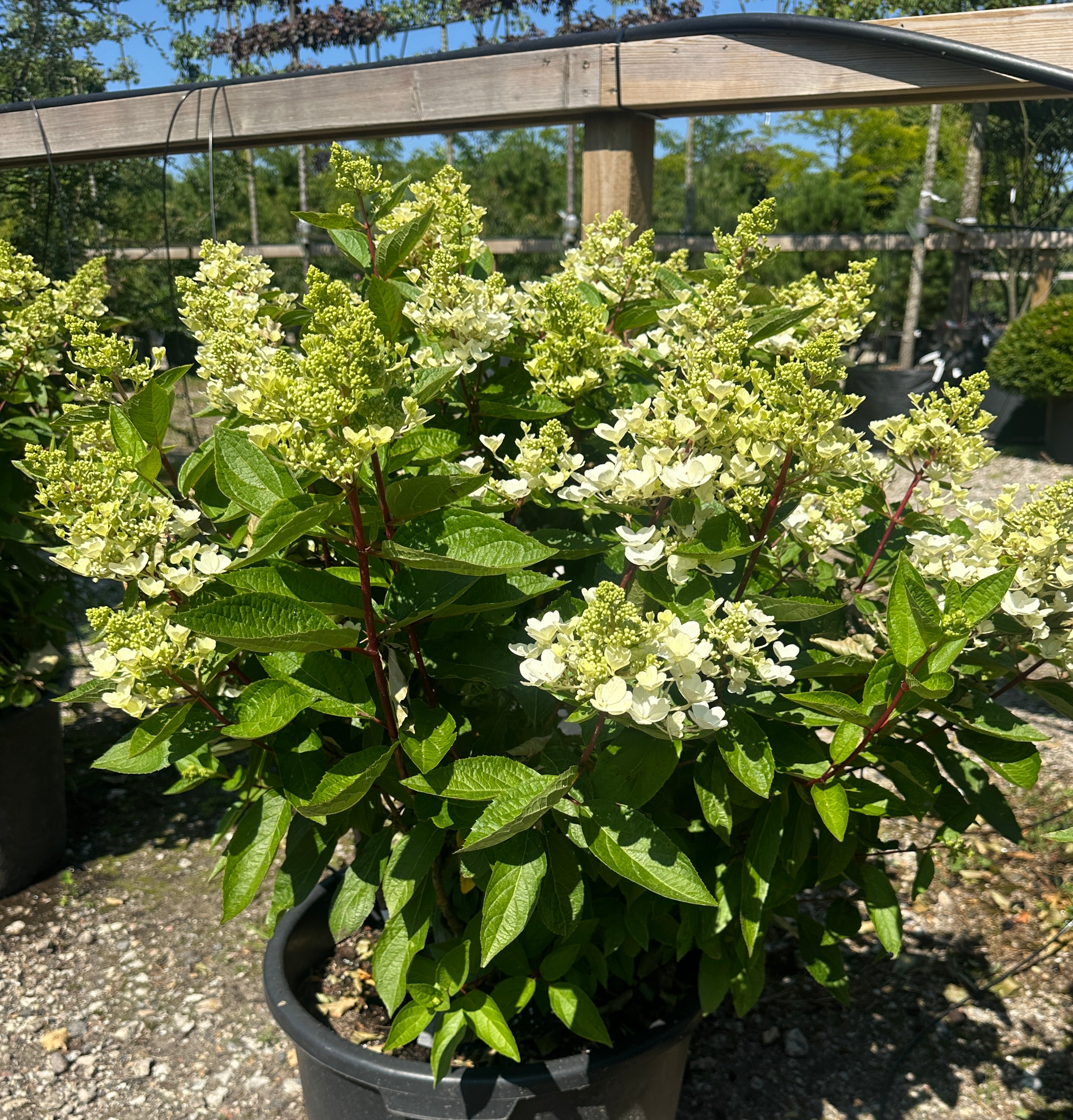 Syrenhortensia, Hydrangea paniculata 'Pinky Winky', med store, kegleformede blomster i hvide og rosa nuancer.