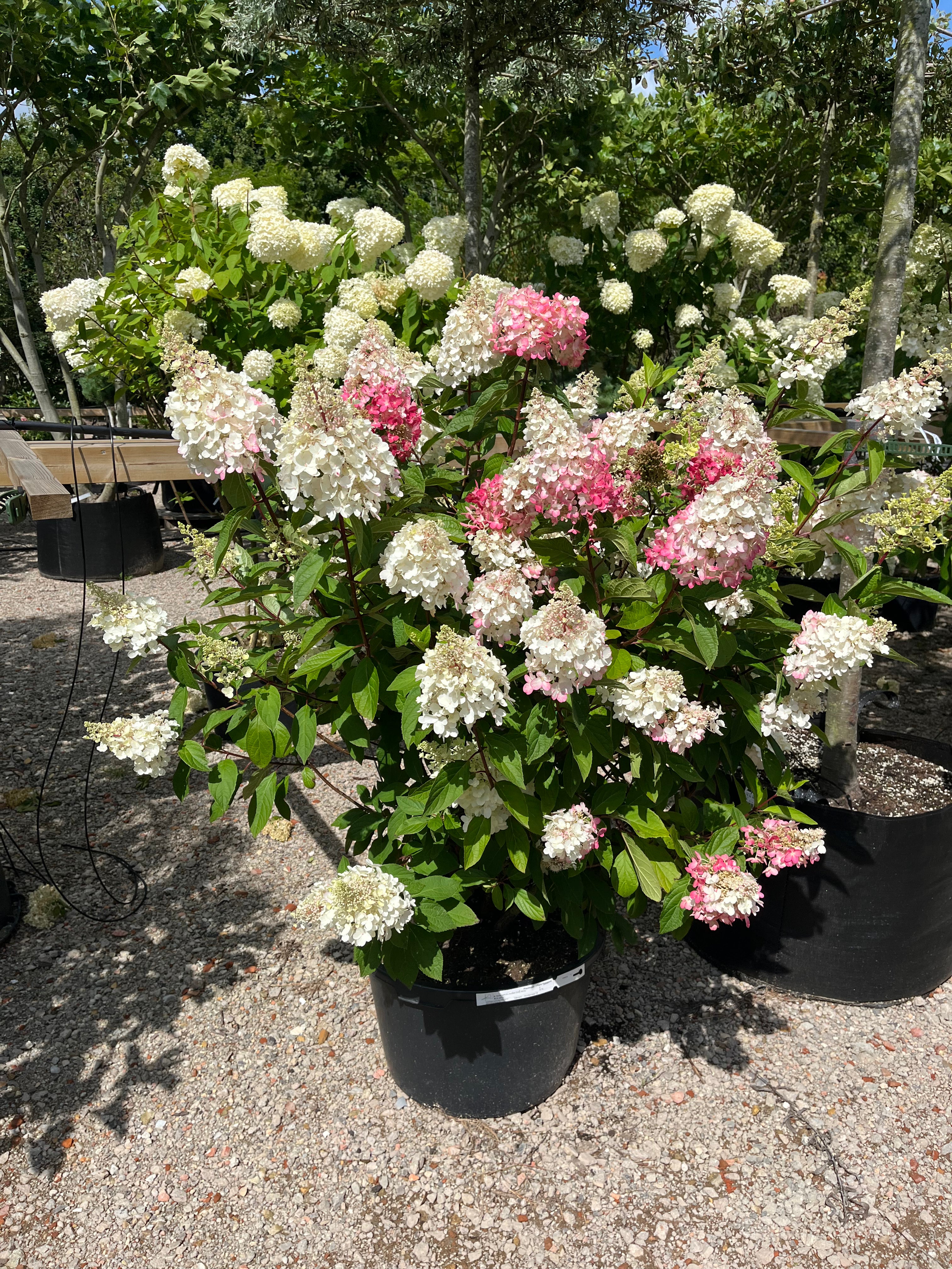 Multistammet syrenhortensia Pinky Winky med flere kraftige stammer fra bunden og store, tofarvede blomsterklaser i hvid og mørkerosa.