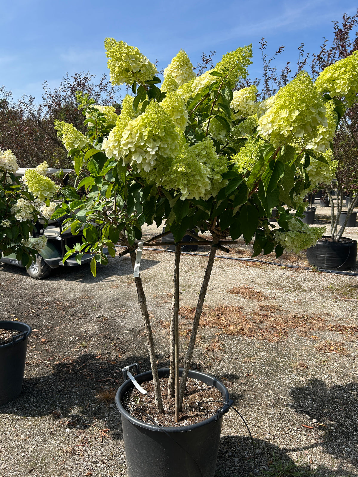 Multistammet syrenhortensia Polar Bear i fuldt flor med flere kraftige stammer fra bunden og gigantiske, cremehvide blomsterklaser.