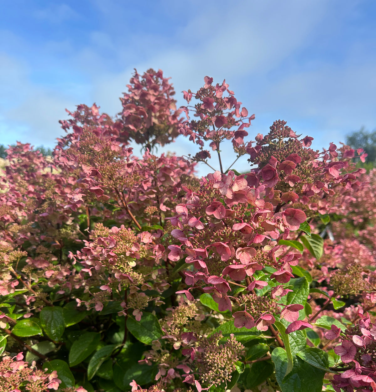 Multistammet syrenhortensia med lyserøde, kegleformede blomsterklaser.