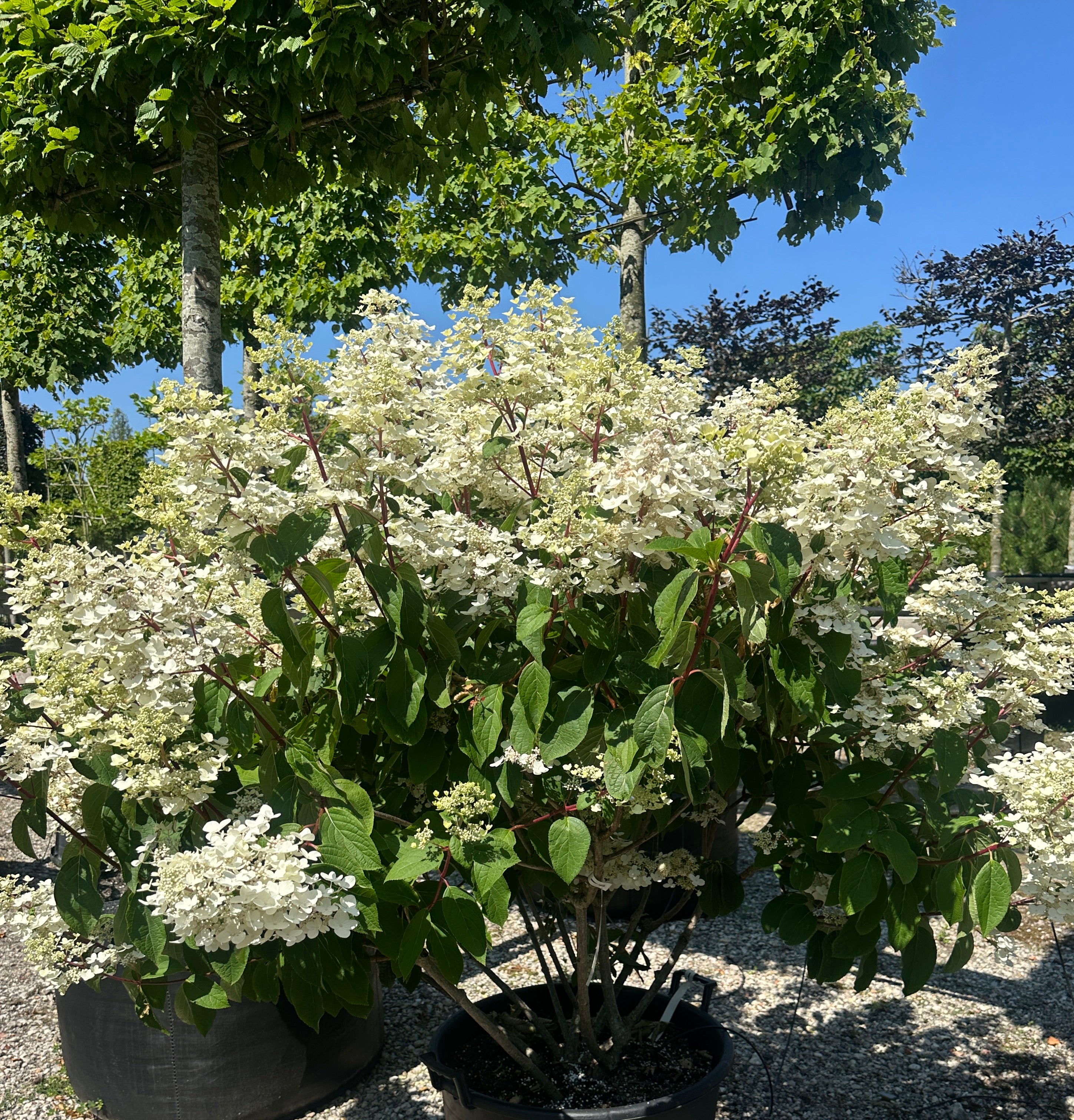 Multistammet syrenhortensia med cremehvide, kegleformede blomsterklaser.