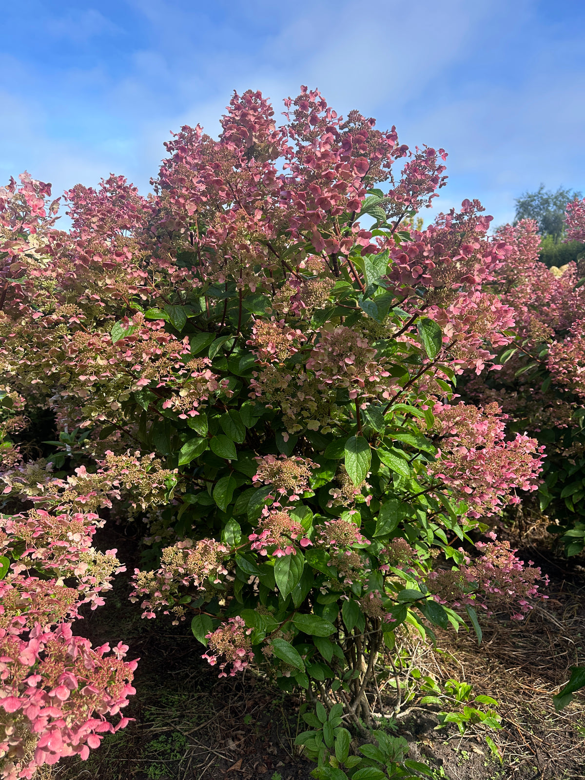 Syrenhortensia som busk med lyserøde blomsterklaser.