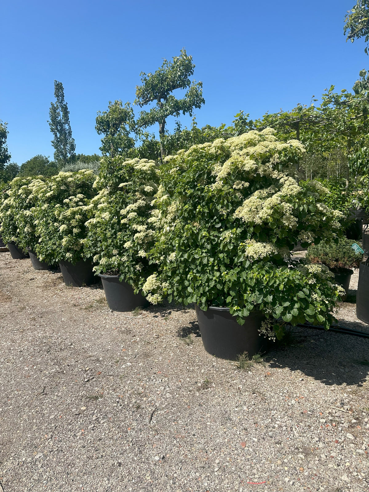 Espalierklippet 'Hydrangea petiolaris', hvor den tætte, grønne flade er dækket af store, flade, flødehvide skærmblomster i fuld sommerblomstring.