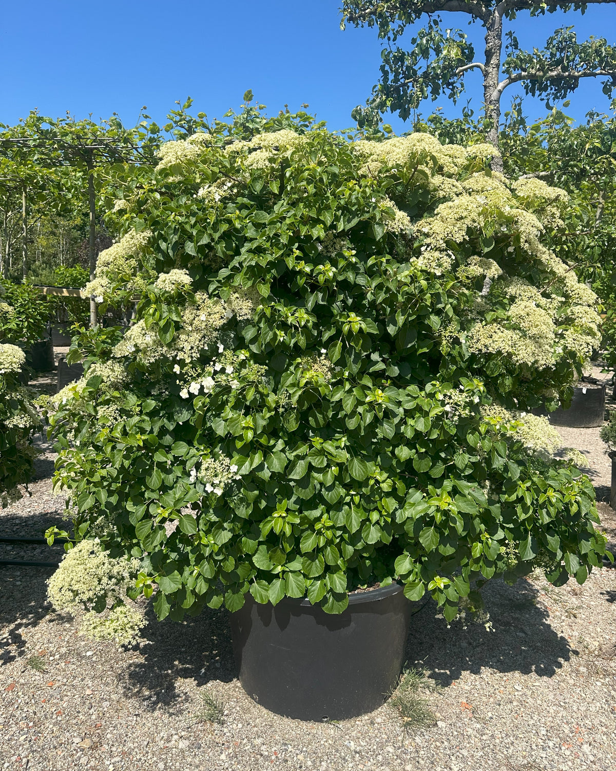 Espalierklippet 'Hydrangea petiolaris', hvor den tætte, grønne flade er dækket af store, flade, flødehvide skærmblomster i fuld sommerblomstring.