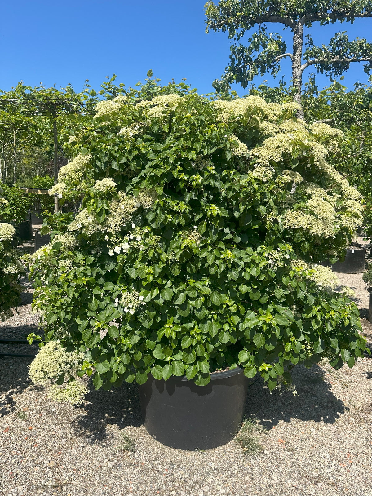 Espalierklippet 'Hydrangea petiolaris', hvor den tætte, grønne flade er dækket af store, flade, flødehvide skærmblomster i fuld sommerblomstring.
