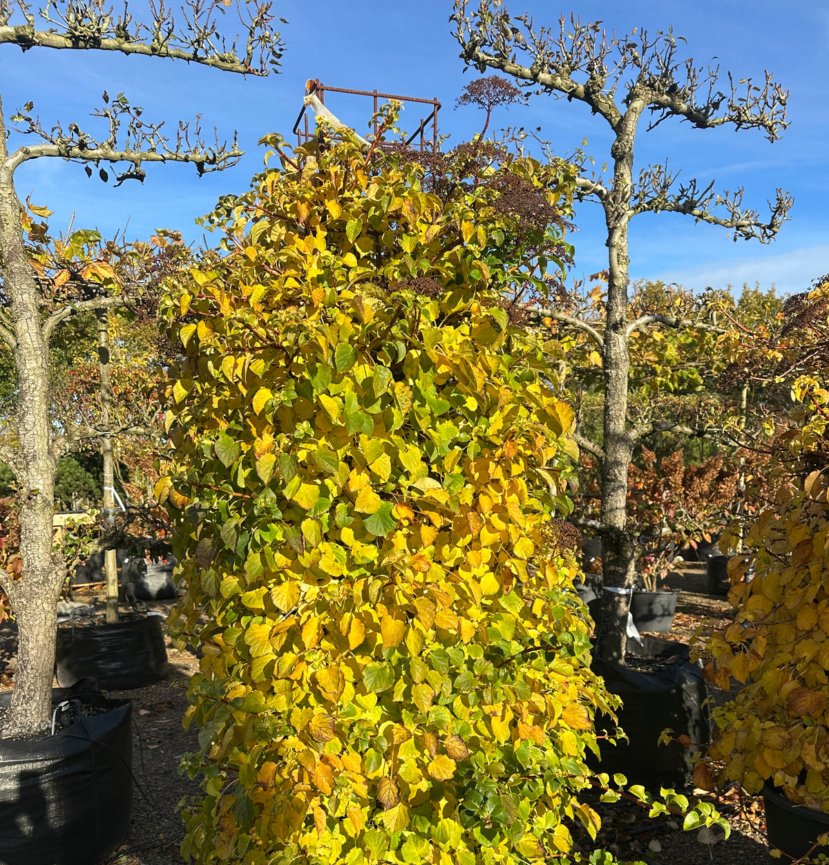 Søjleformet 'Hydrangea petiolaris' i efteråret, hvor de tætte, oprette blade har skiftet farve og står med et flot, lysende gyldent og gult skær.