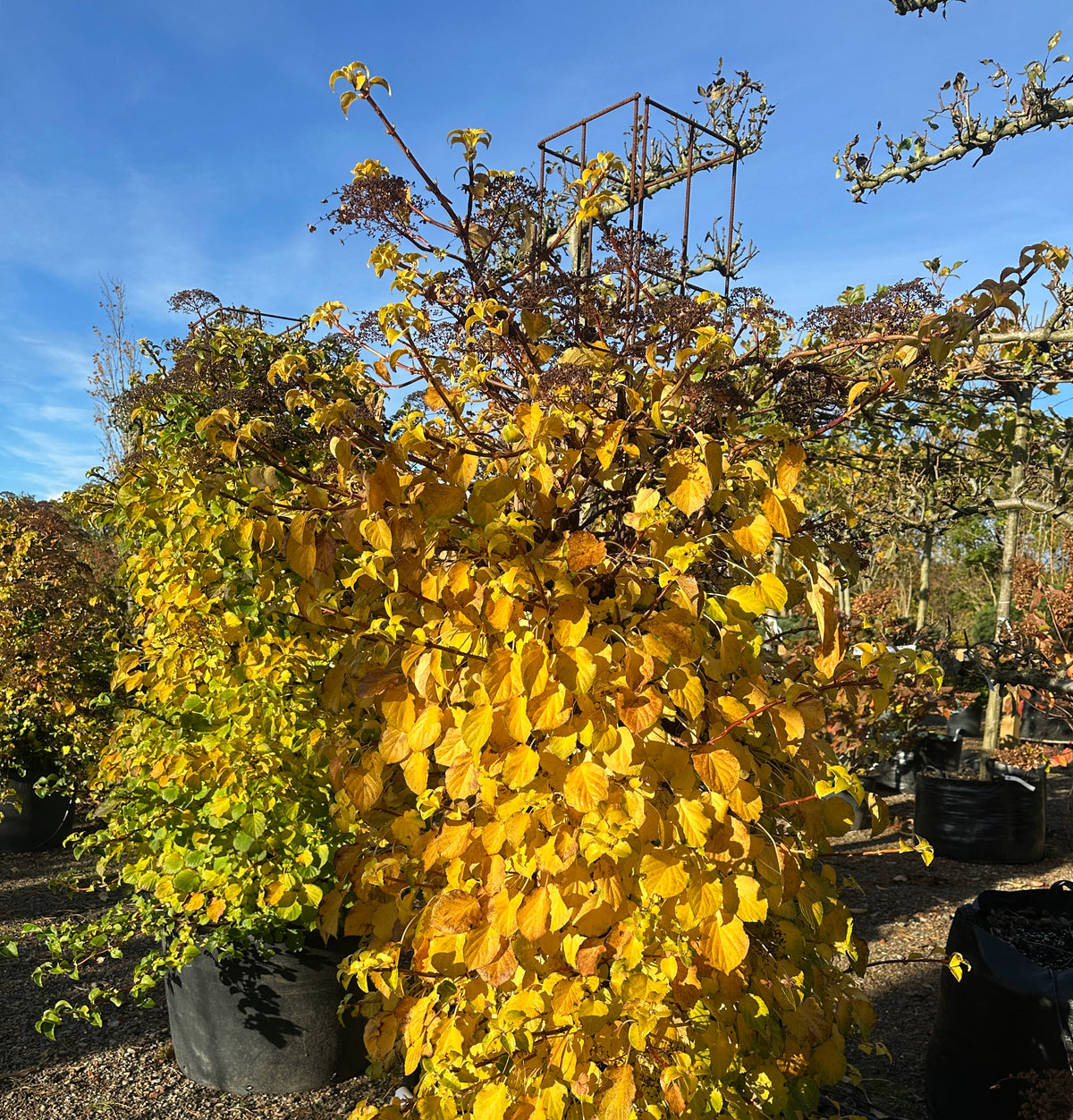 Søjleformet 'Hydrangea petiolaris' i efteråret, hvor de tætte, oprette blade har skiftet farve og står med et flot, lysende gyldent og gult skær.