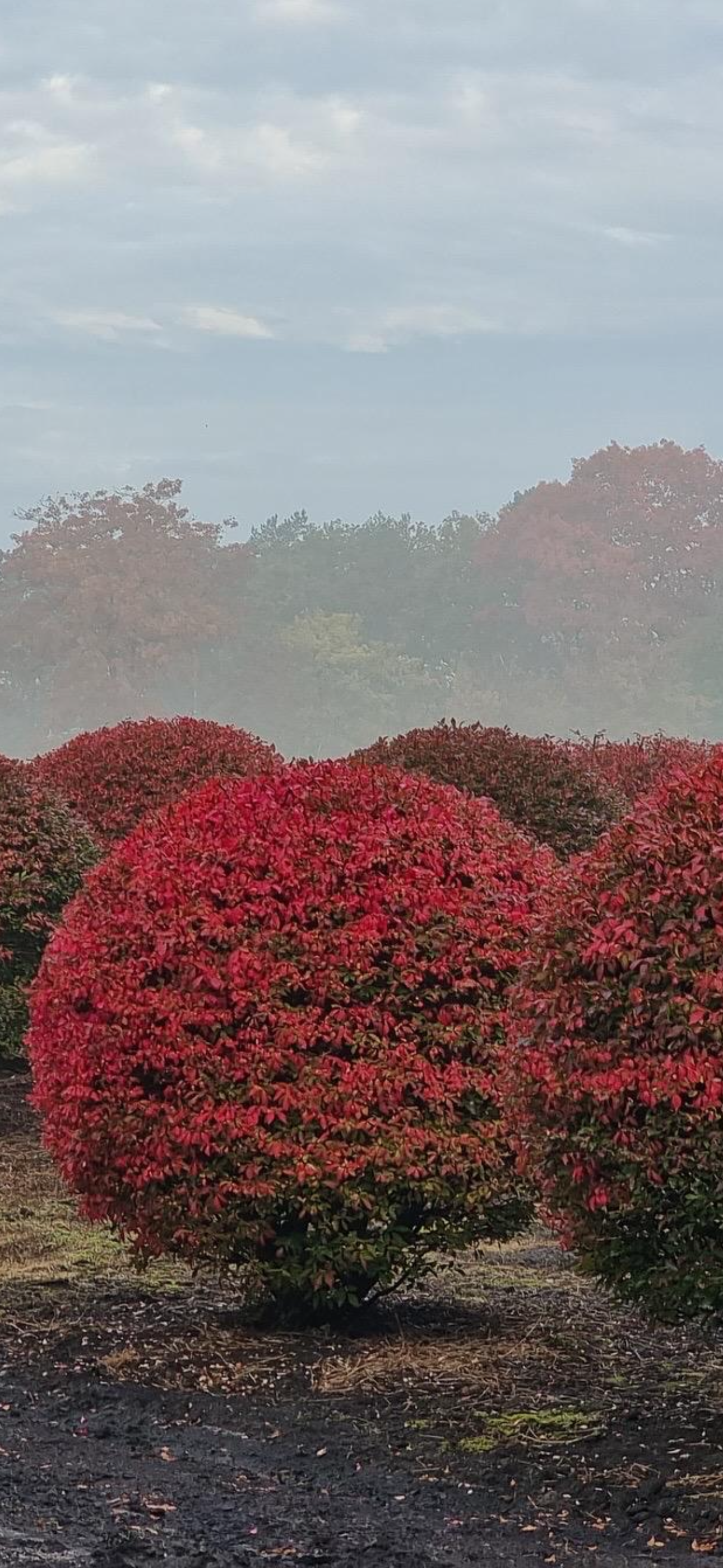 kugleklippet Vinget benved (Euonymus alatus) i strålende røde efterårsfarver.