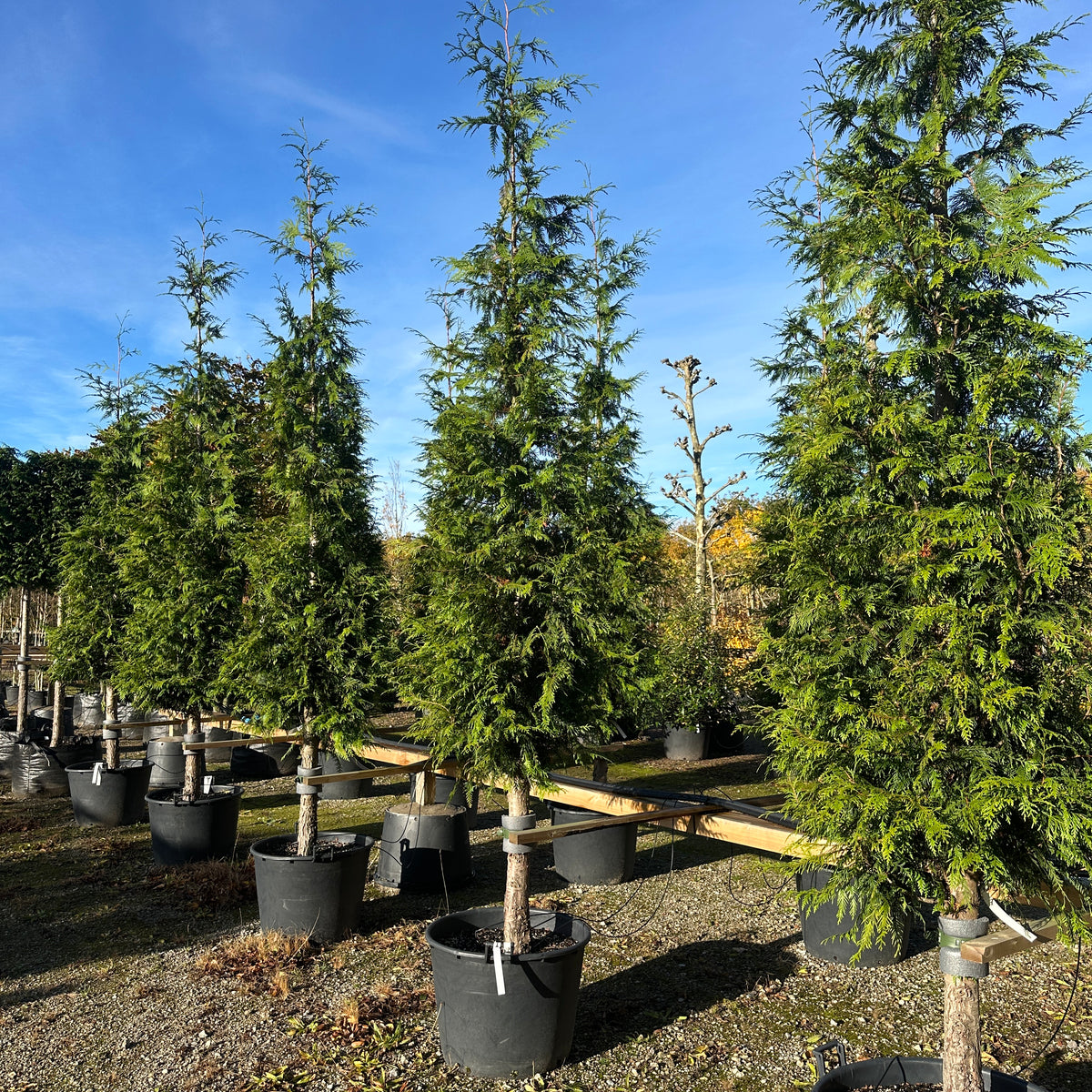 Thuja Plicata Excelsa Thuja Opstammet Jysk Plantesalg thuja-plicata-excelsa-thuja-opstammet-jysk-plantesalg