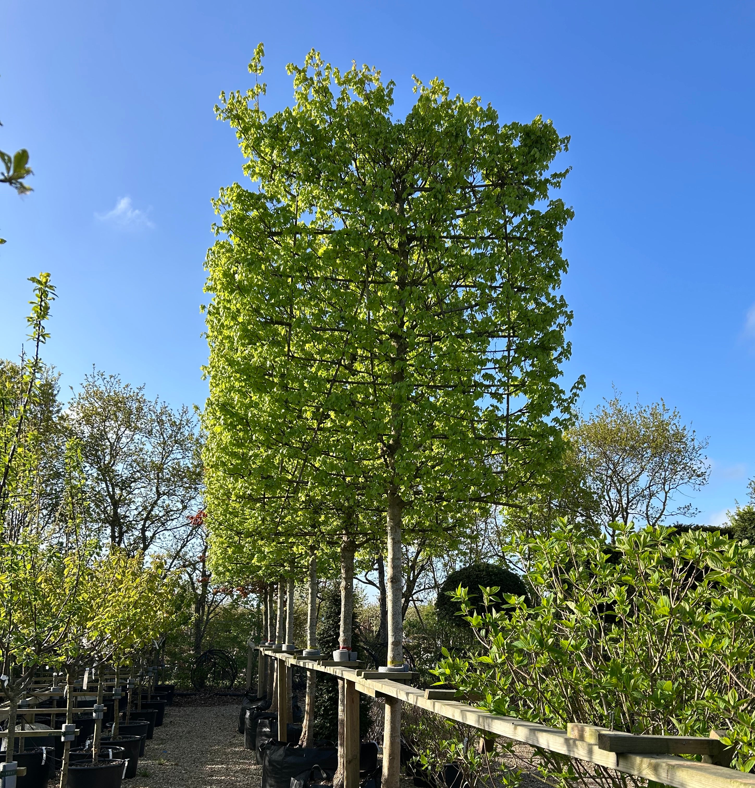 Acer campestre Naur svævende hæk i potter under blå himmel, klar til udplantning.