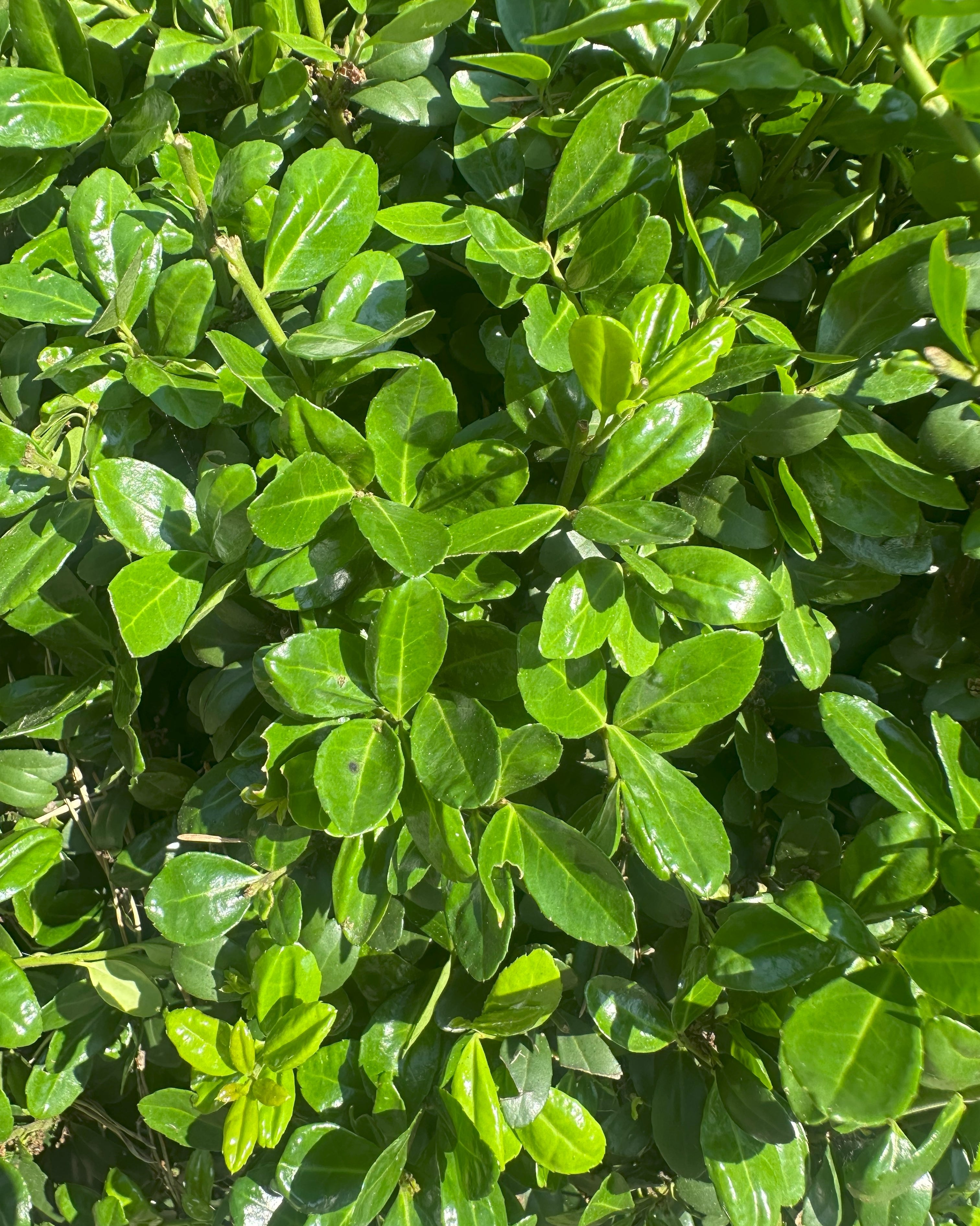 Tæt, stedsegrøn Ilex crenata Caroline Upright japansk kristtorn, der minder om buksbom.