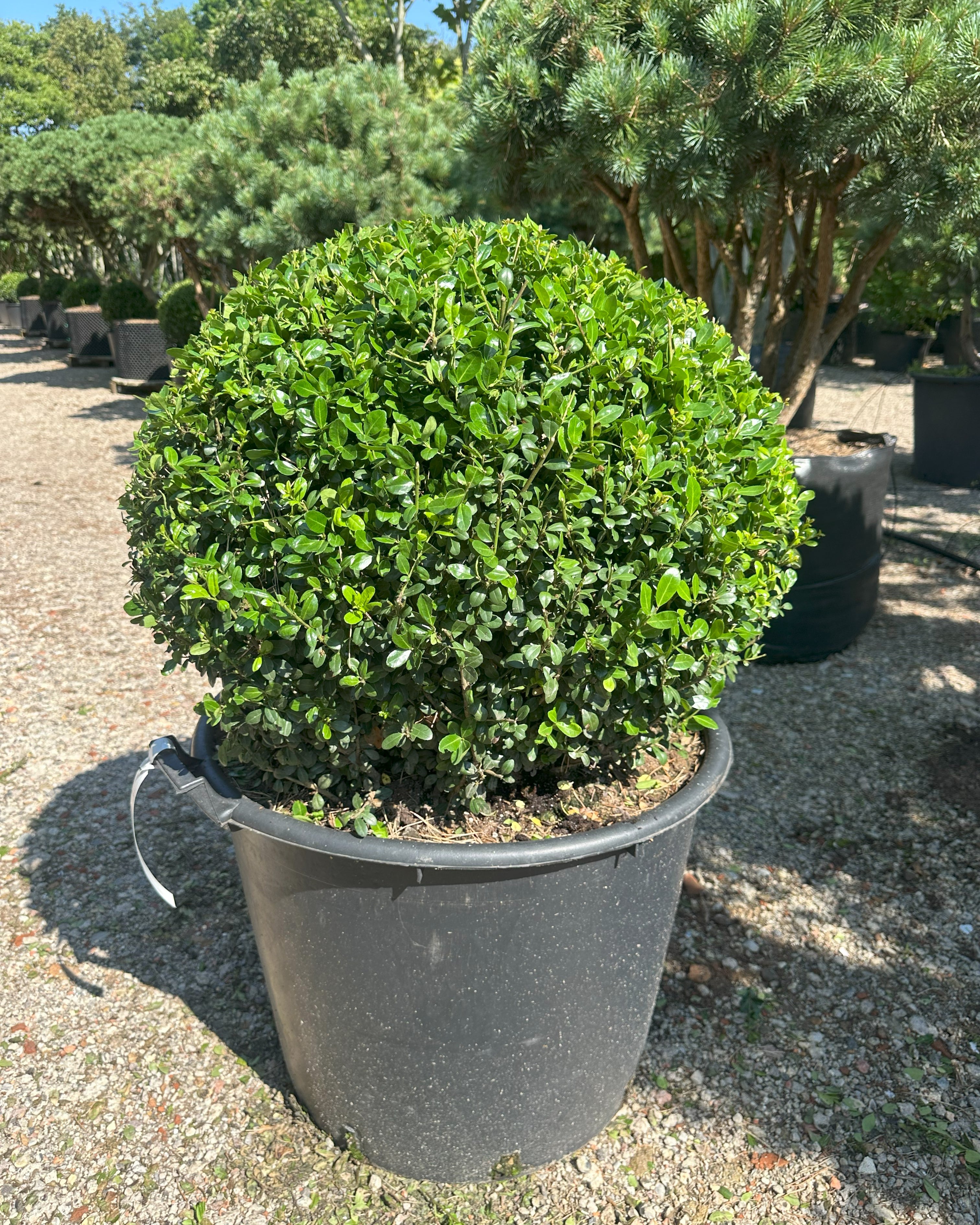Tæt, stedsegrøn og kuglerund Ilex crenata Caroline Upright japansk kristtorn, der minder om buksbom.