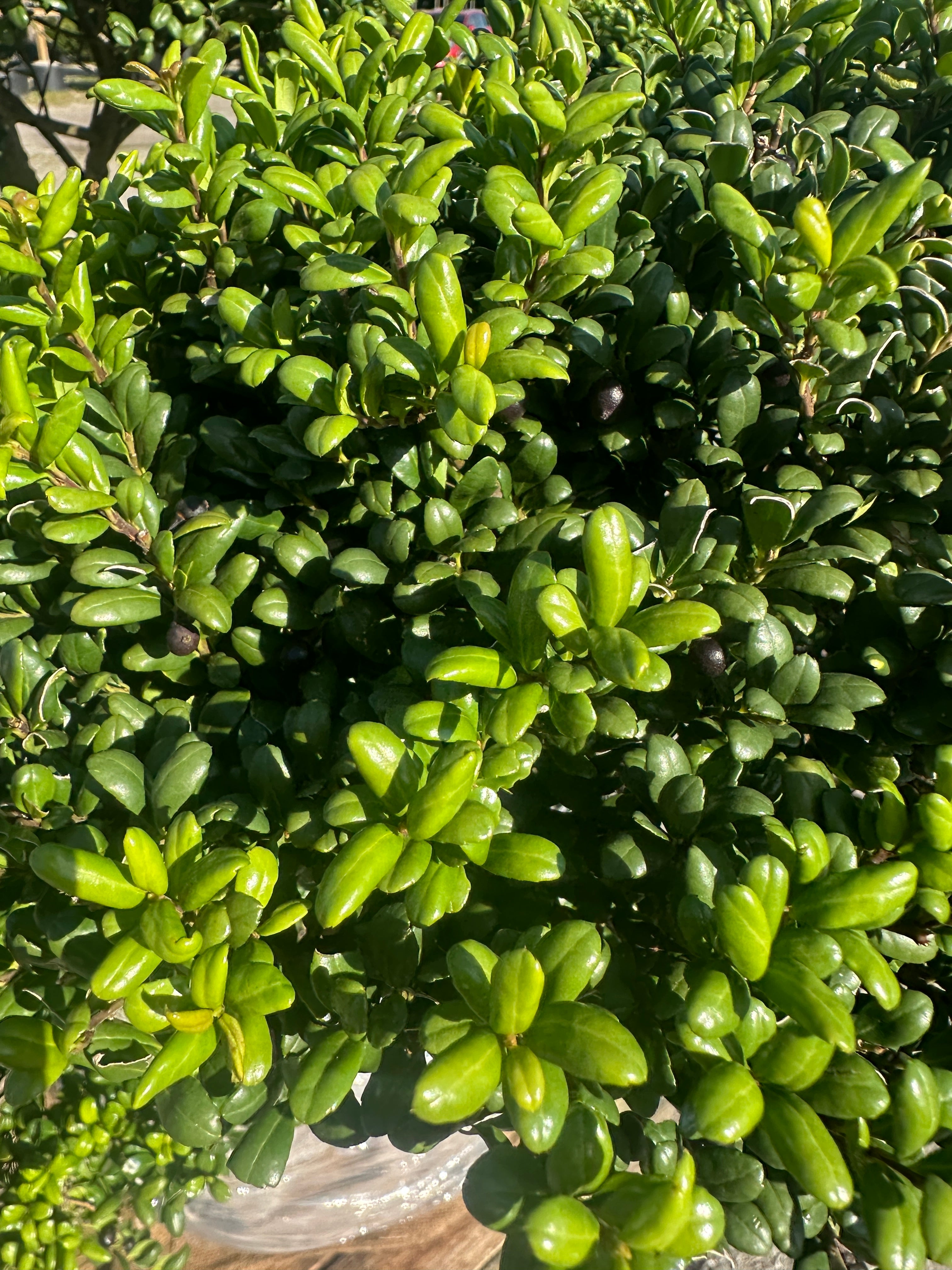 Smukke blade på Ilex crenata Convexa, bonsaiklippet japansk kristtorn, let buet blade med blank bladoverflade.