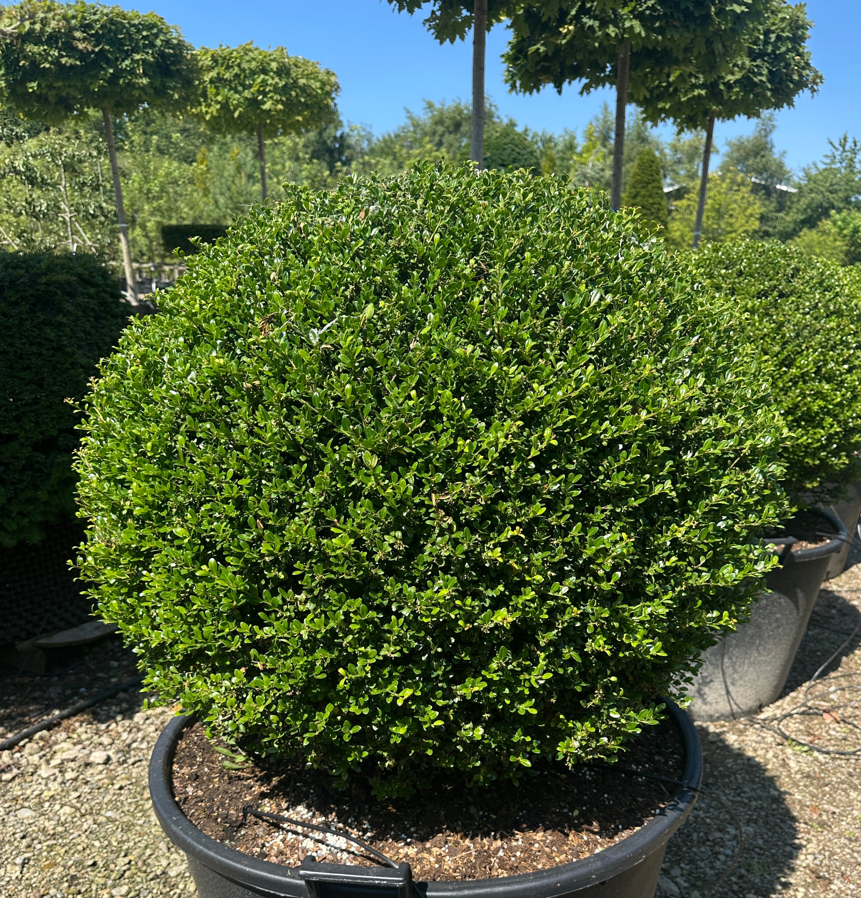 Kugleformet japansk kristtorn af sorten Ilex crenata Glorie Gem. En tæt, mørkegrøn plantekugle.