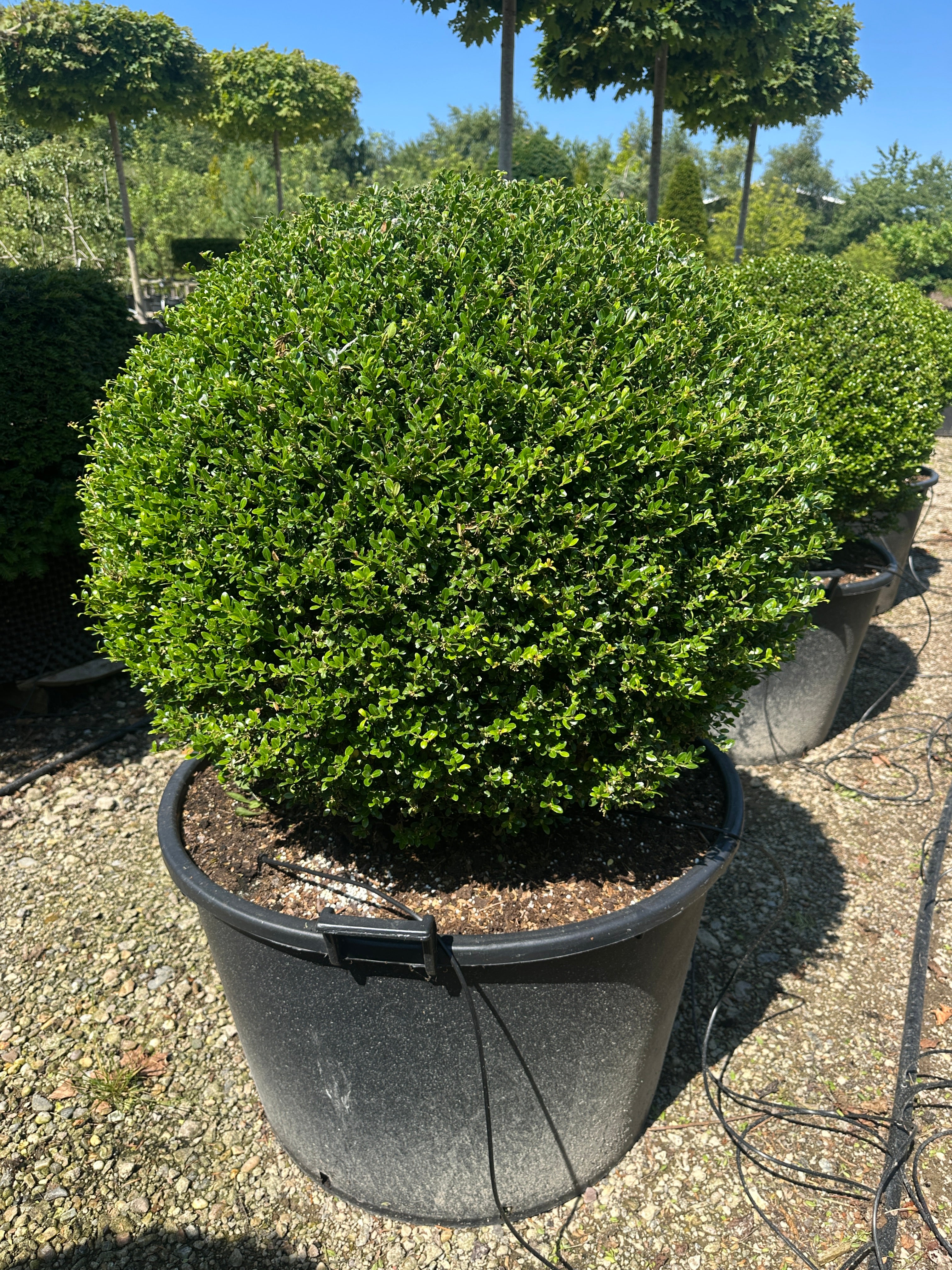 Kugleformet japansk kristtorn af sorten Ilex crenata Glorie Gem. En tæt, mørkegrøn plantekugle.