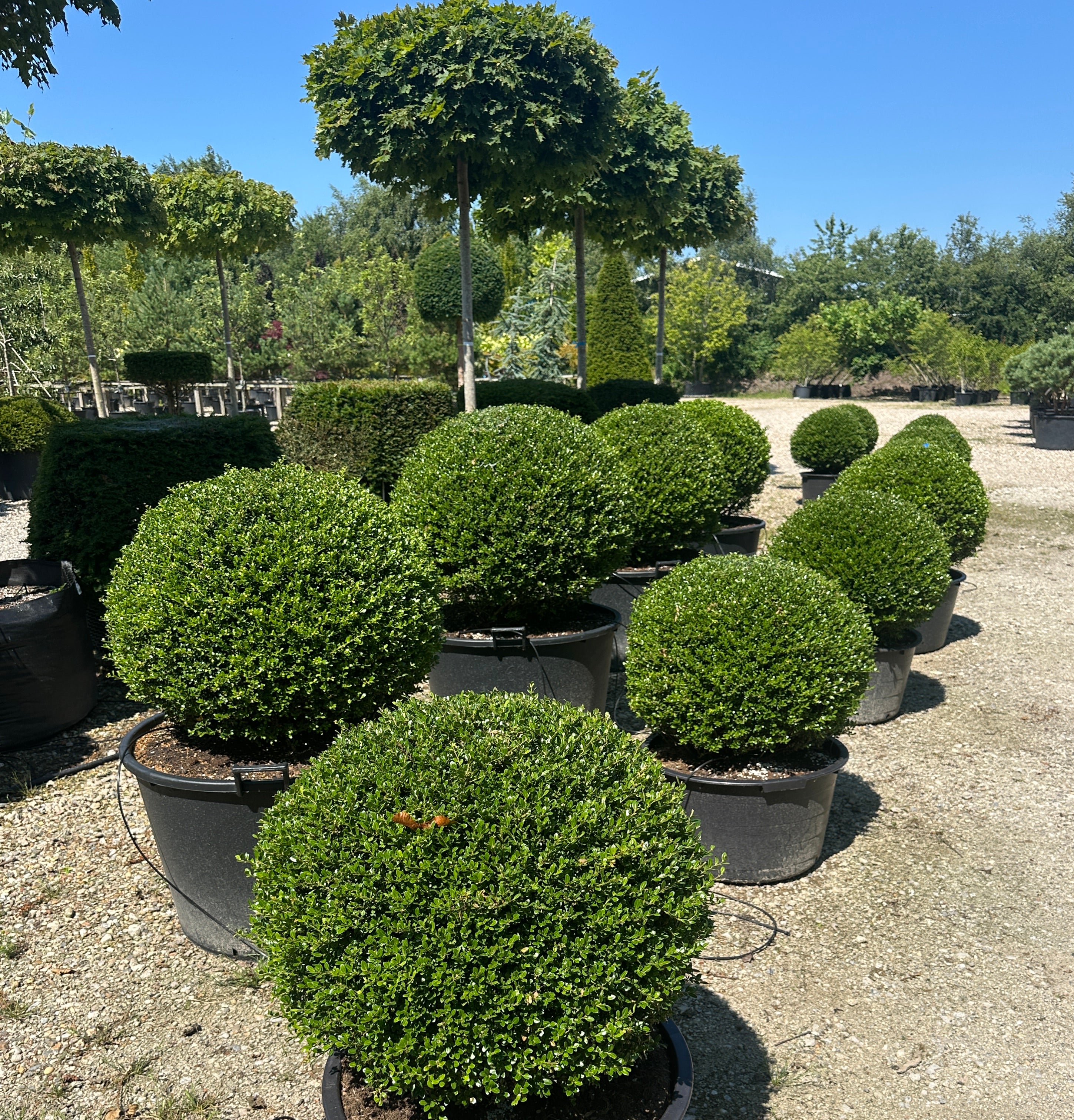 Kugleklippet japansk kristtorn, Ilex crenata 'Glorie Gem', med en tæt, rund form og små, stedsegrønne blanke blade.