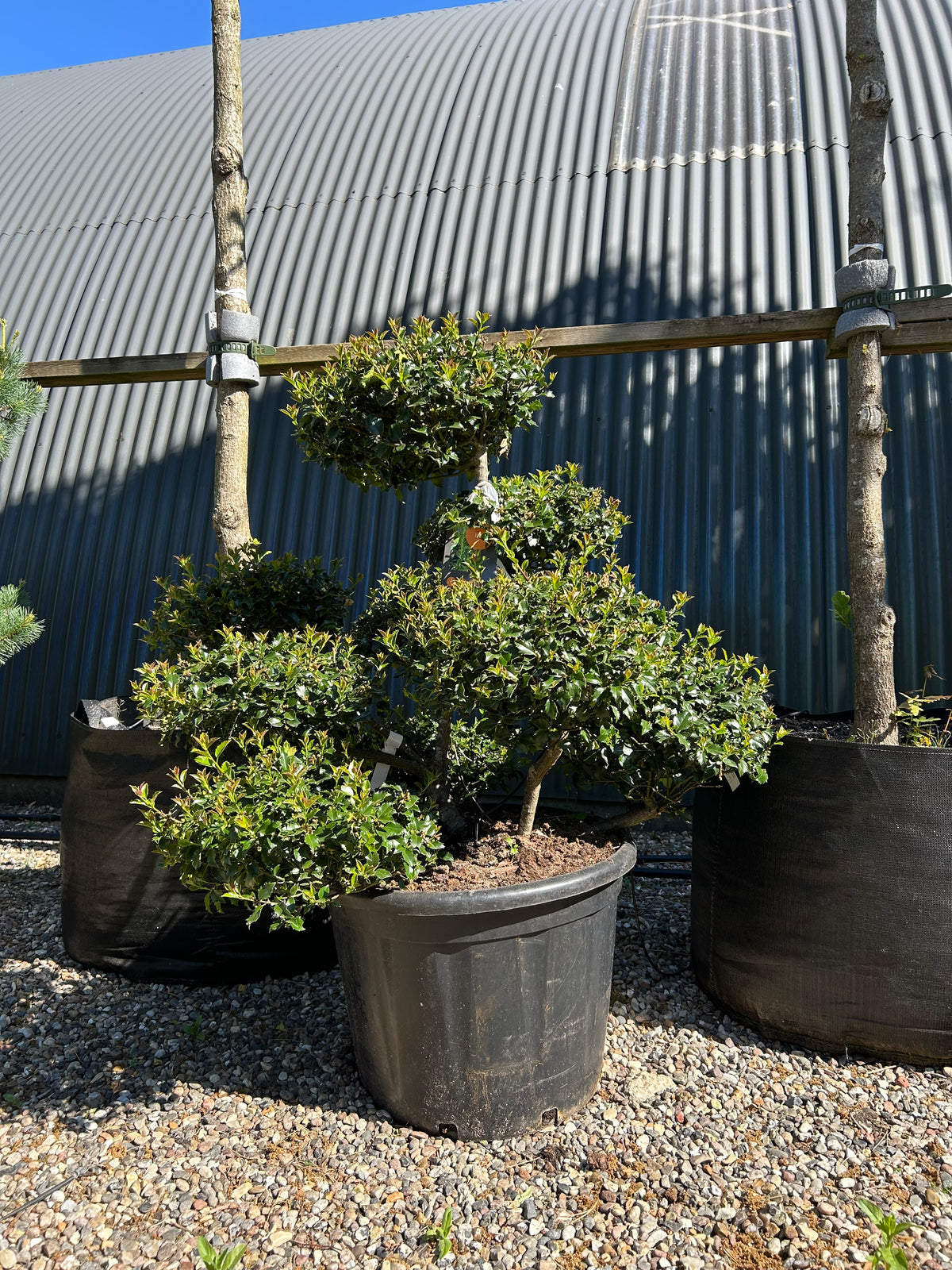 Skulpturel og stedsegrøn 'Blue Princess' kristtorn formet som en elegant havebonsai.