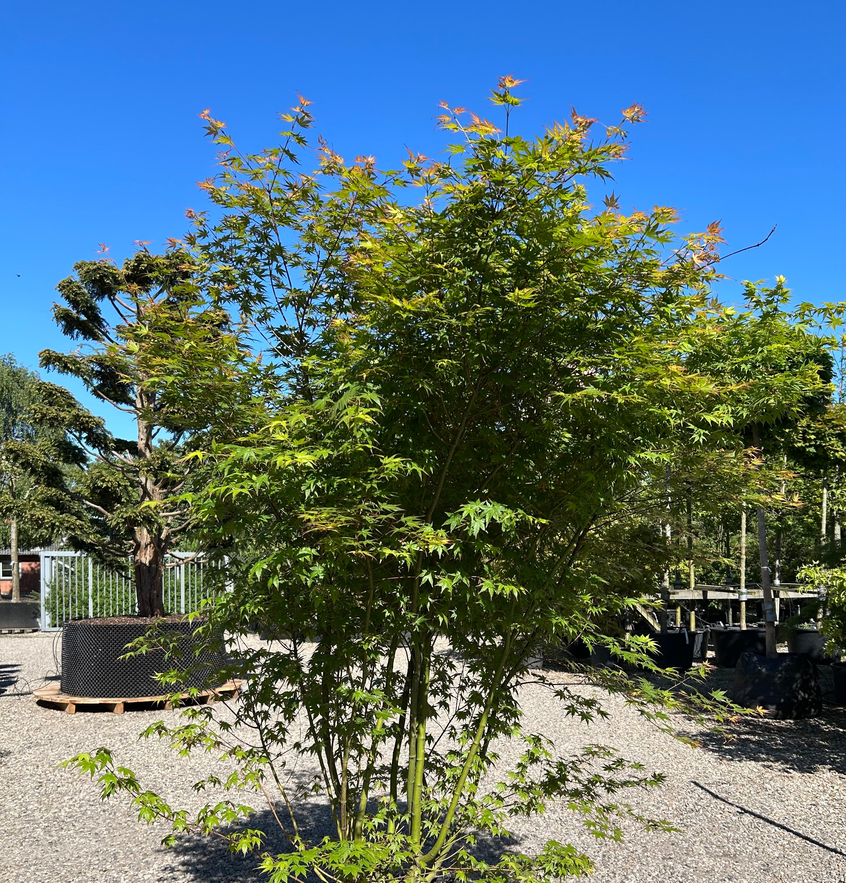 Skulpturel Japansk ahorn, Acer palmatum, flot grensætning og blade.