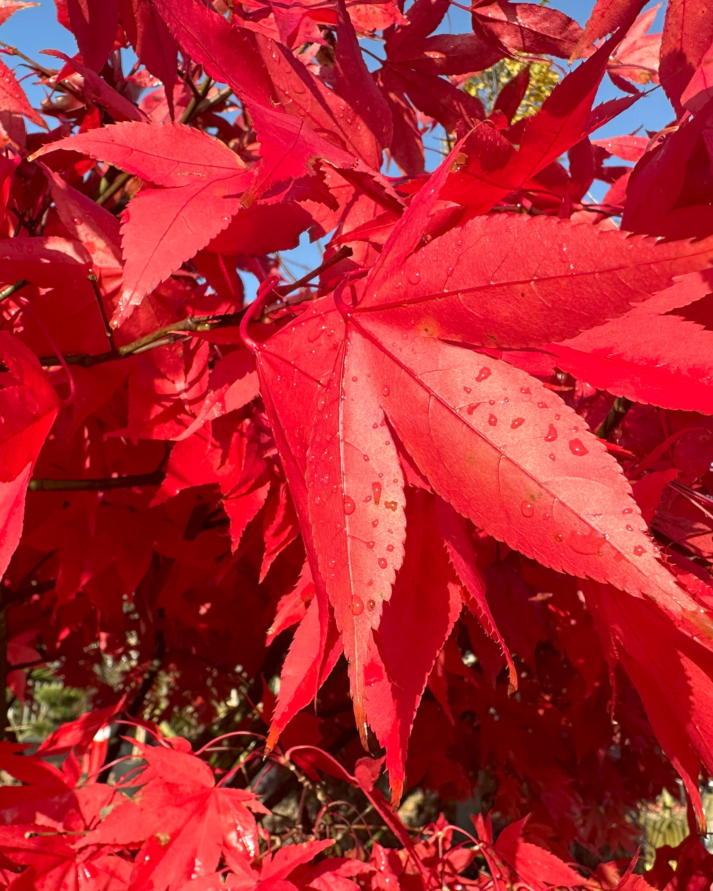 Høstfarven på Japansk ahorn blade, Acer palmatum Osakazuki